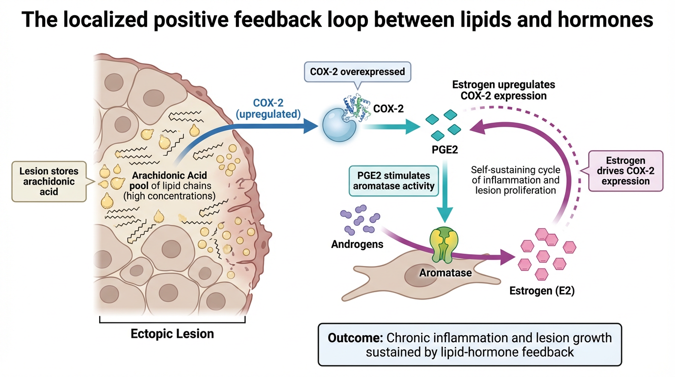 Diagram showing the localized positive feedback loop between lipids and hormones in ectopic lesion. It depicts arachidonic acid stored in lesion tissue leading to overexpression of COX-2, increased COX-2 activity, and prostaglandin E2 (PGE2) producti