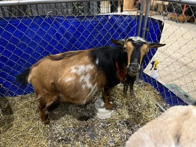 Dairy Goat Herd Shares- Seasonal