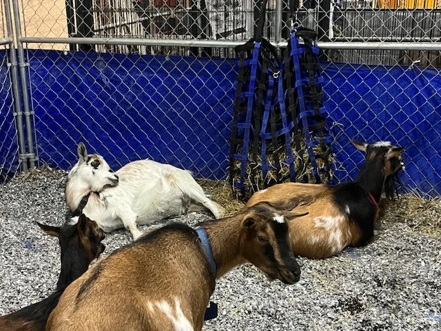 Foundation does of Dancing Goats Dairy