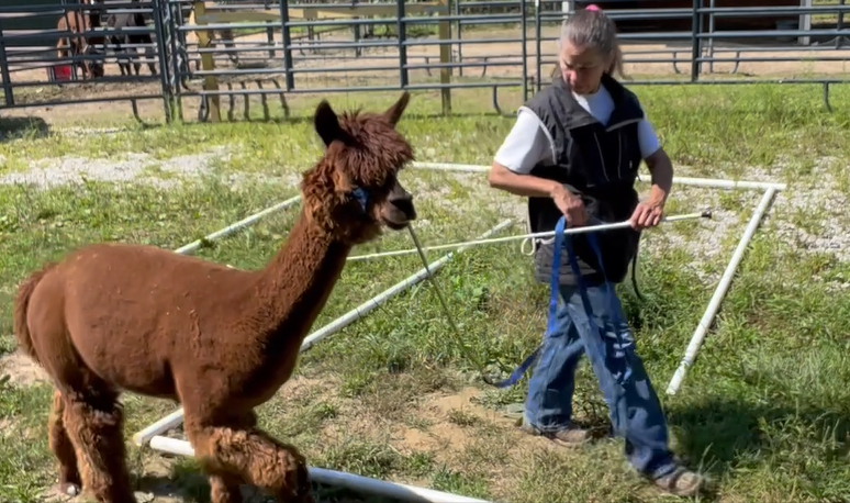 A young girl in a black vest and blue jeans walks a brown alpaca inside a small square pen at a farm or petting zoo.