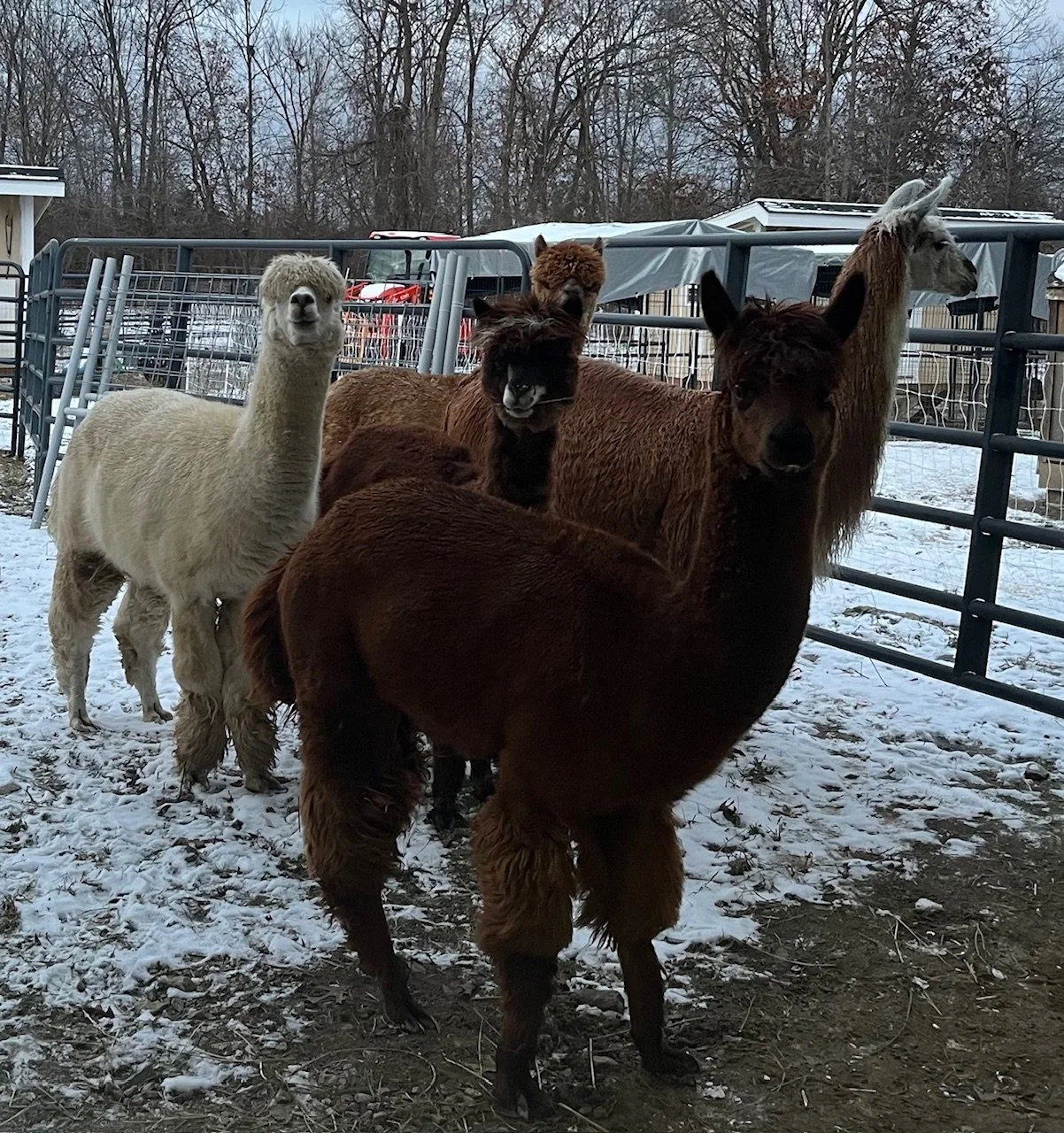 A group of alpacas standing outdoors on snow-covered ground, with a fence and trees in the background.