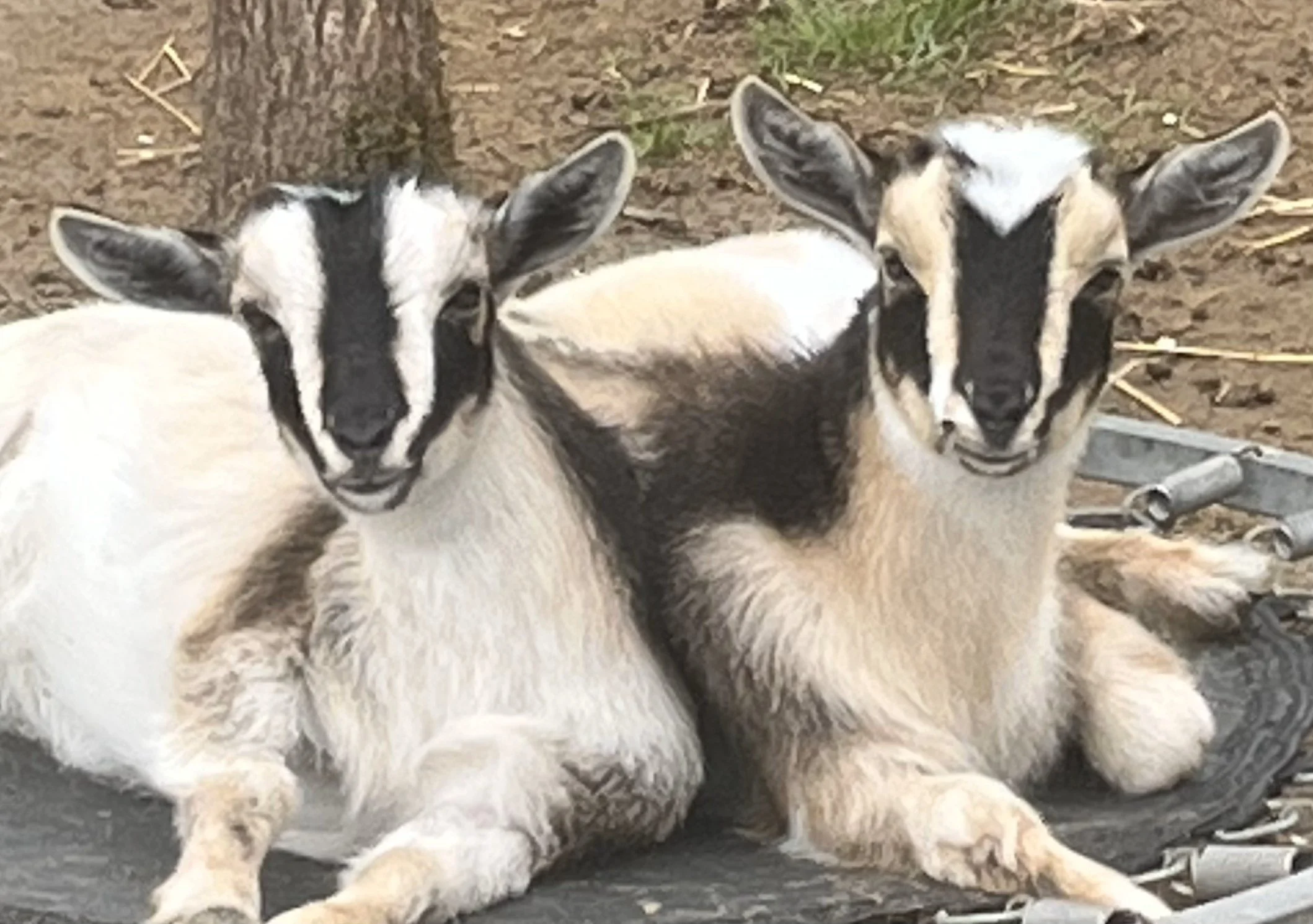 Hazel and Myrtle.jpeg