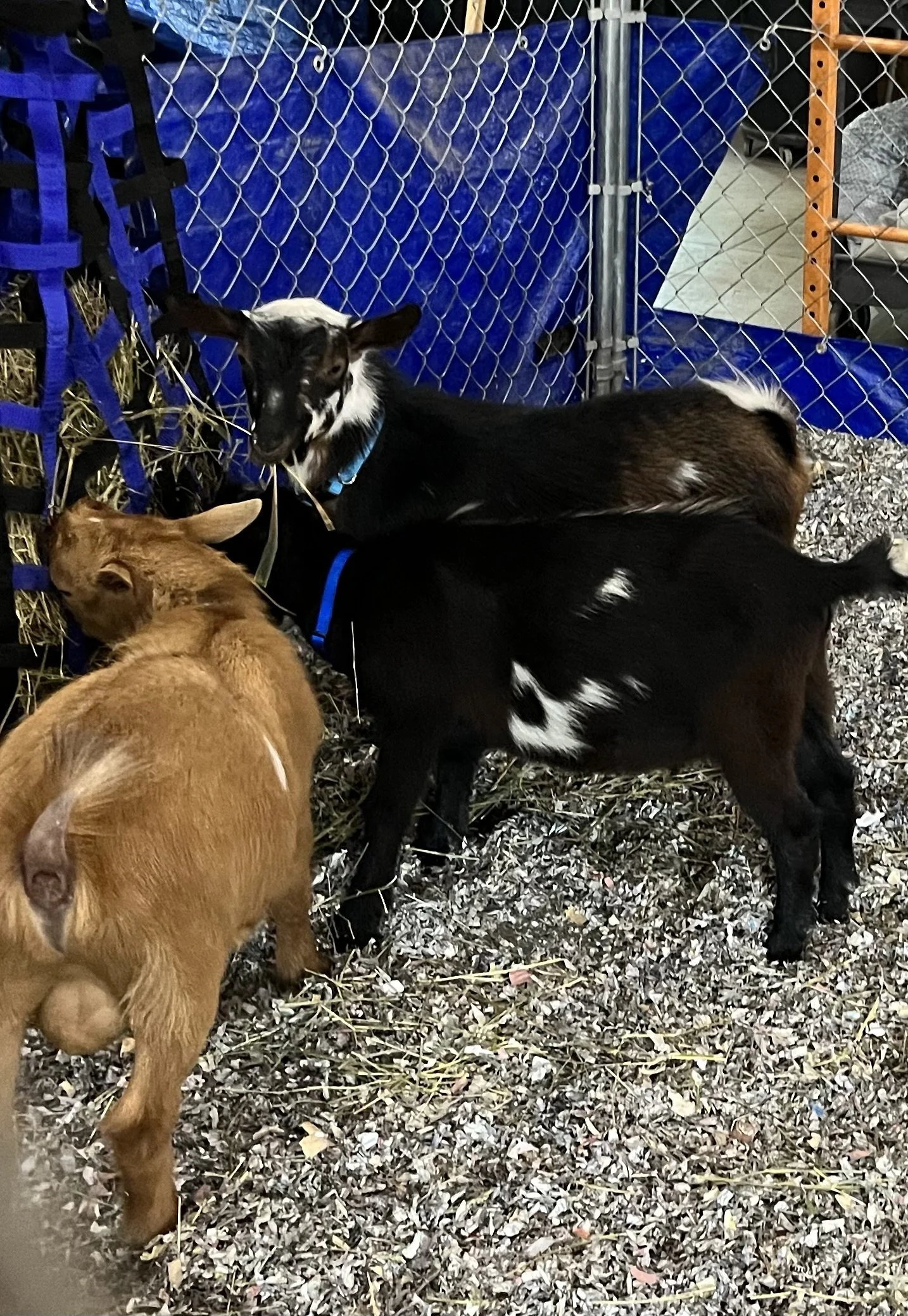 Dancing Goats Dairy Foundation Sires