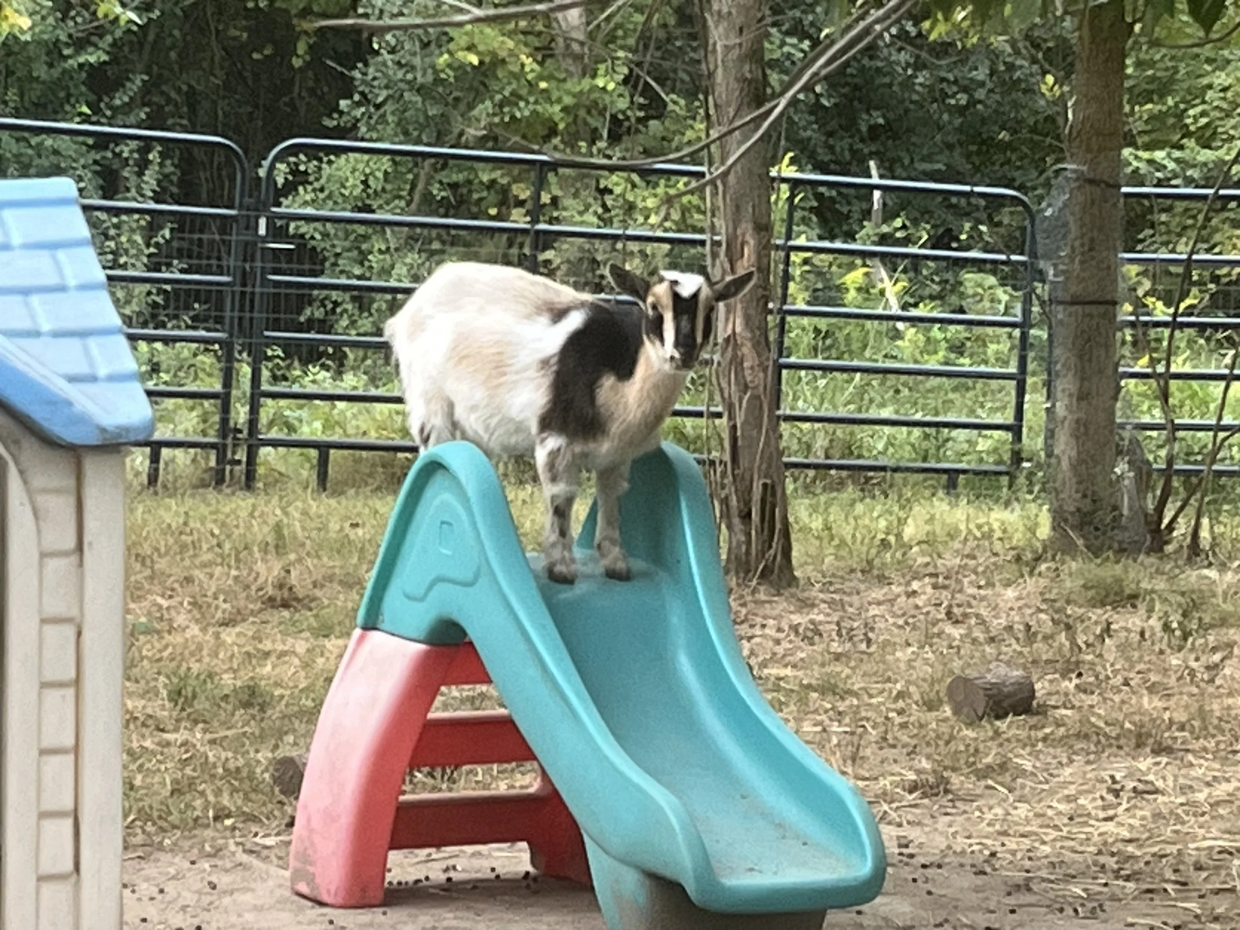 Goat Myrtle on slide.jpeg