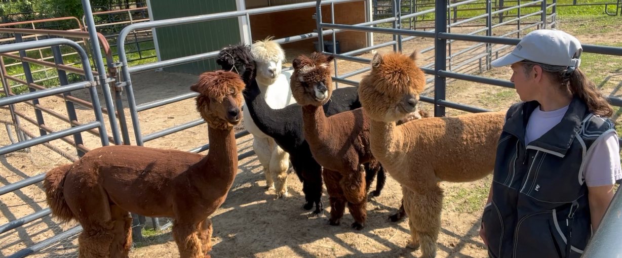 Carol with alpaca- packed pen.png