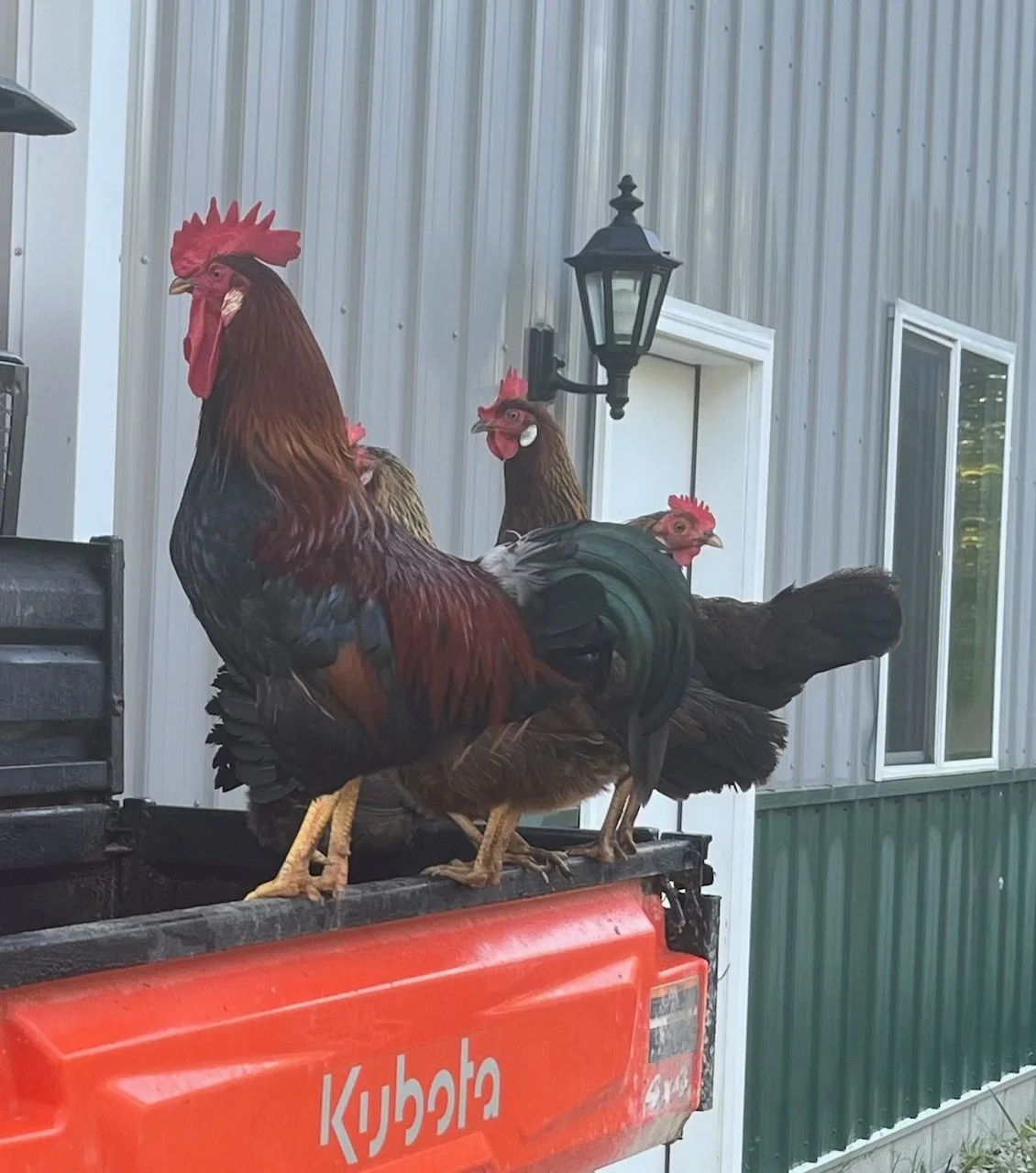 Three roosters standing on a red Kubota tractor outdoors near a building with siding and window, with a black outdoor lamp above.
