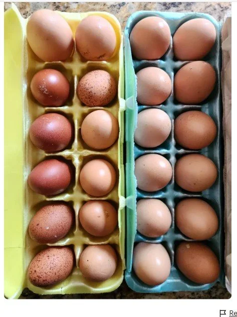Chicken Herd Shares- Eggs
