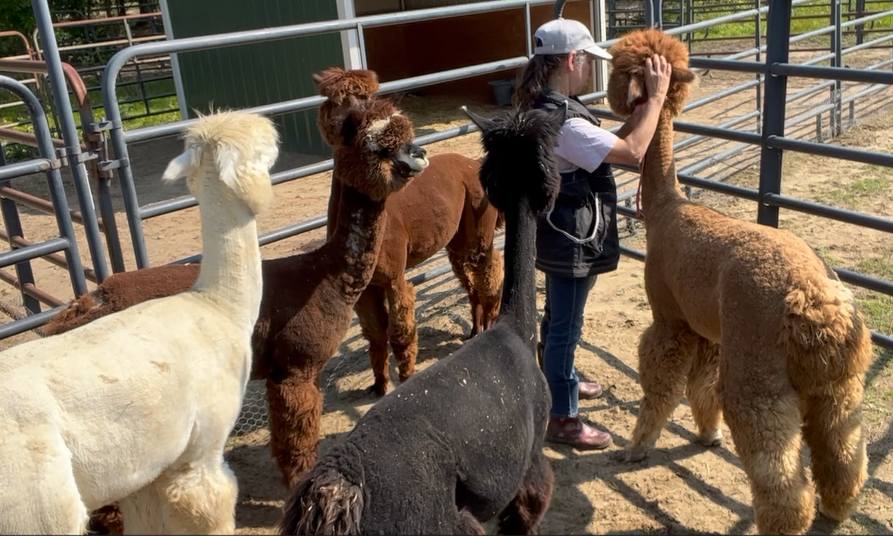 A woman petting a large brown alpaca surrounded by five other alpacas of various colors at a farm pen.