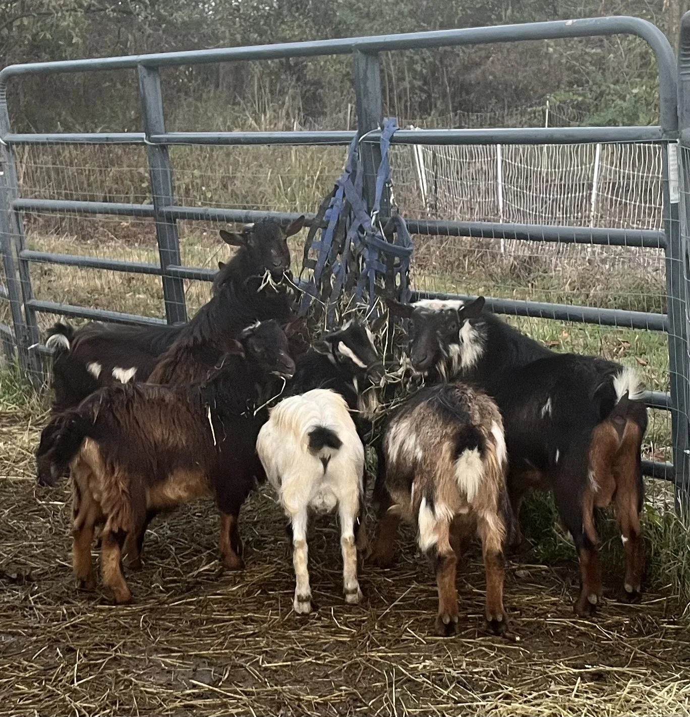 Boy goat butts.jpeg