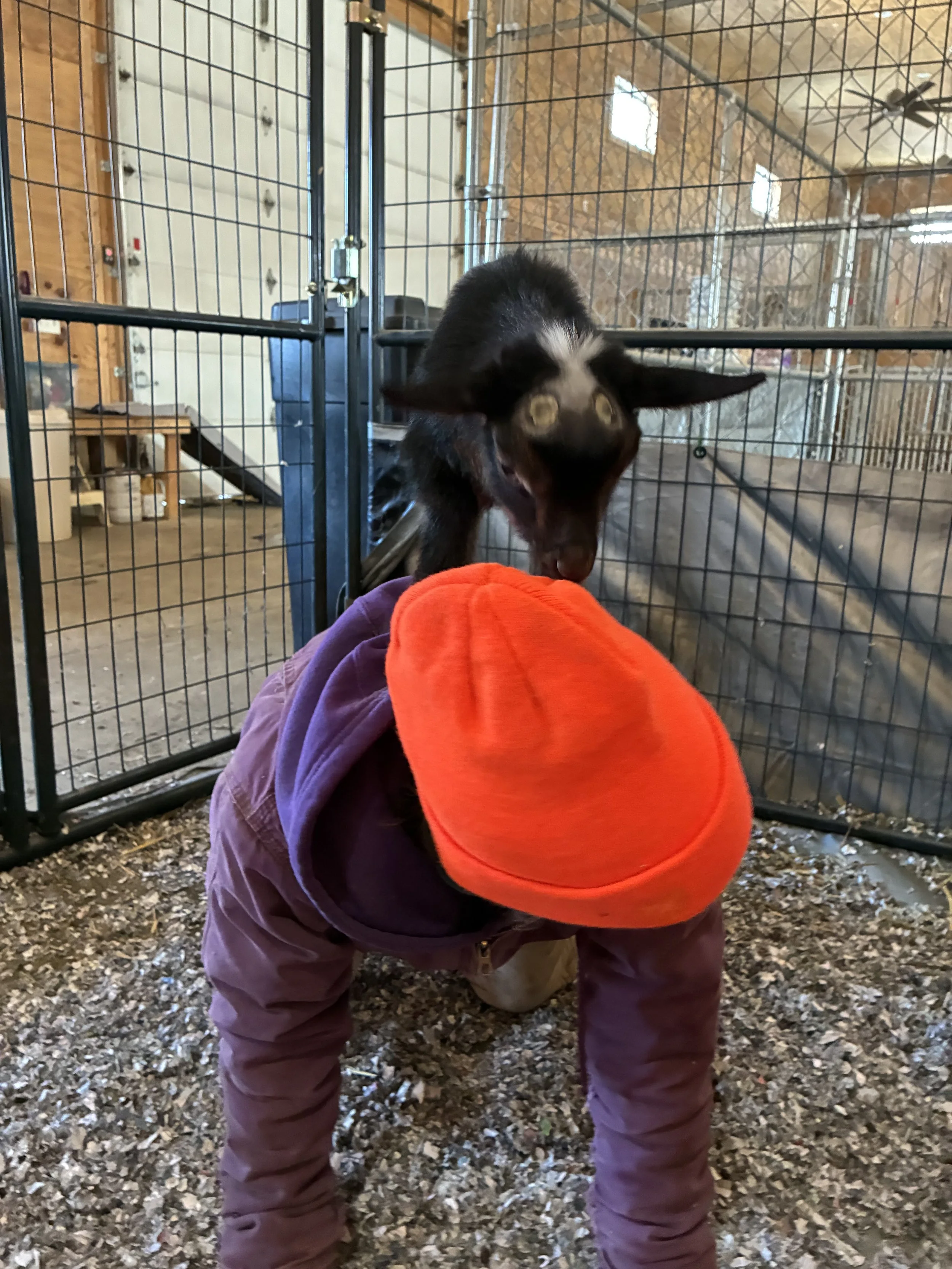 Lease a Goat!