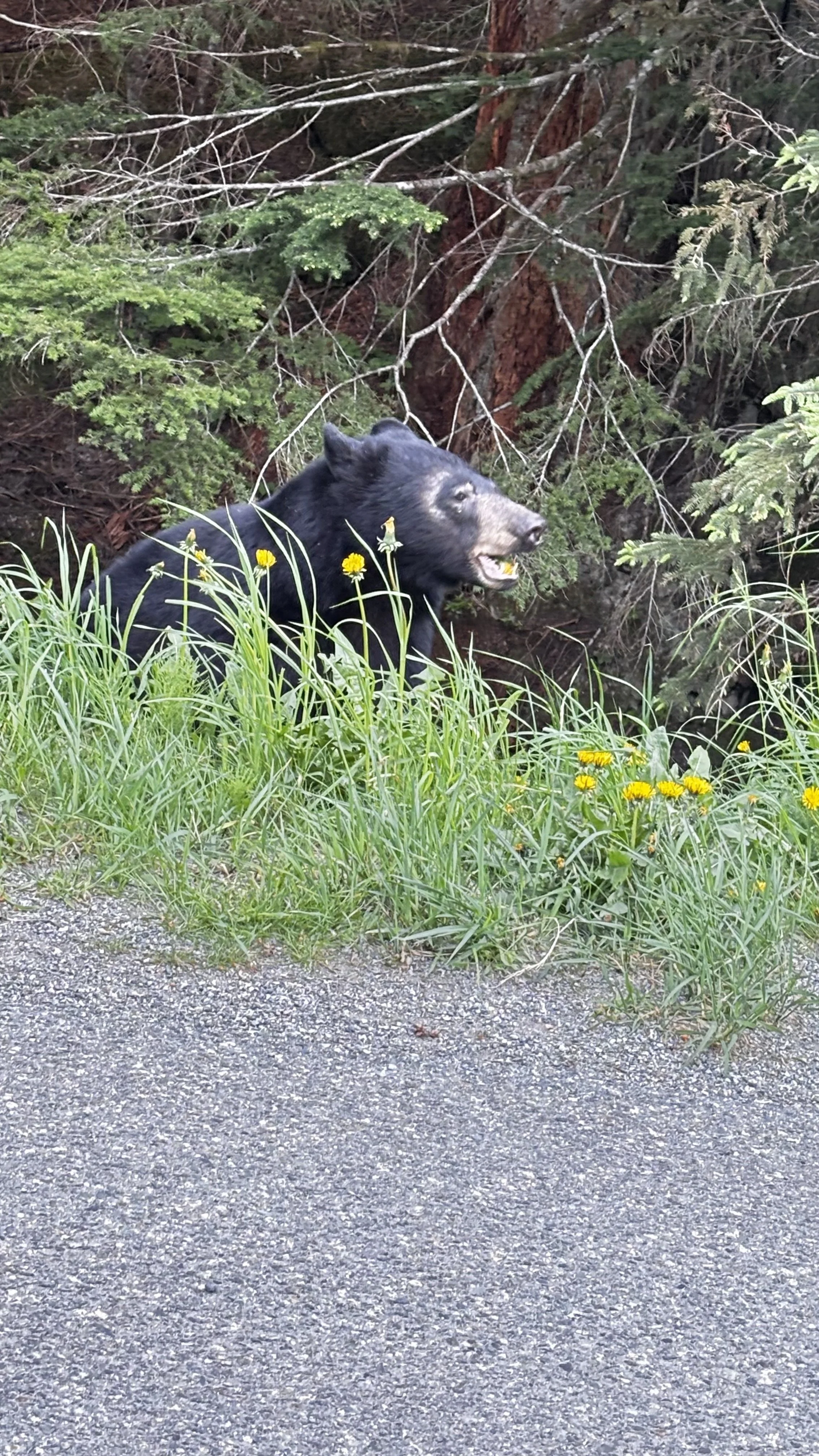 Furry neighbors say hello!
