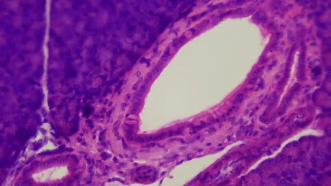 Sugar Hunters: How Amylase Unlocks the Grain