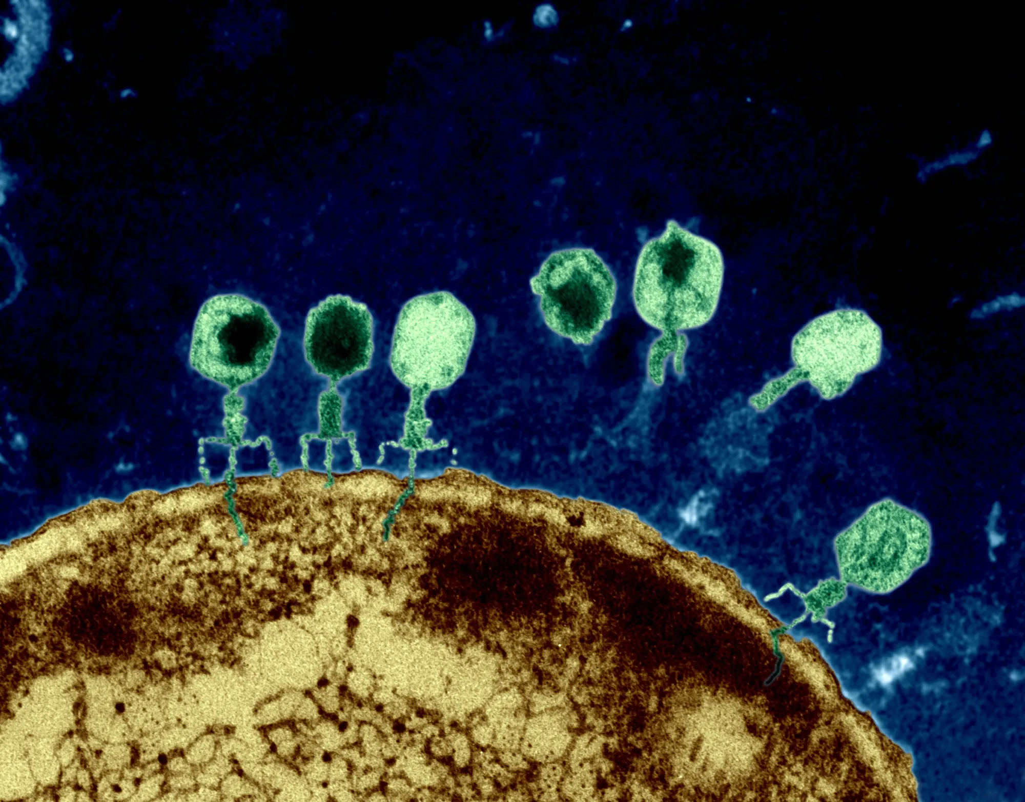 The Invisible War: Phages