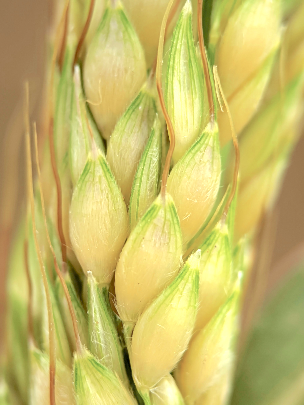 Whole Wheat: The Thirsty Substrate