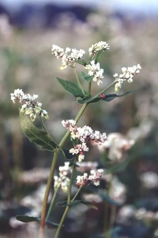 Buckwheat: The Gel Binder