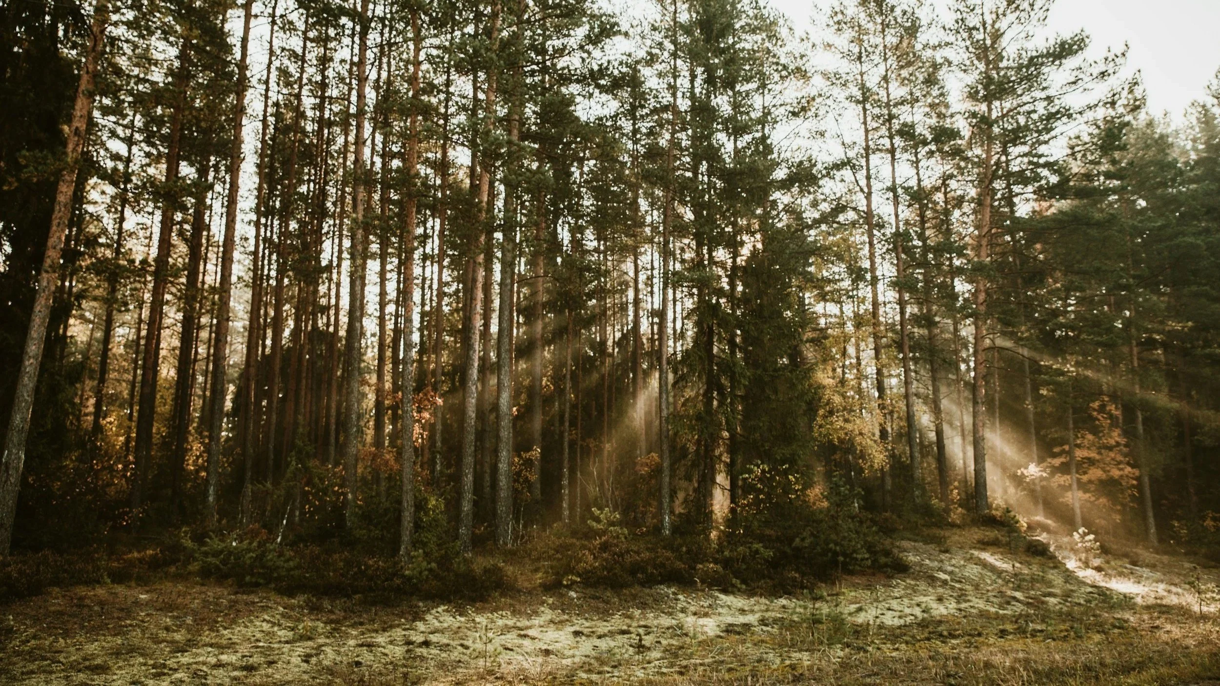 Sunlight filtering through tall pine trees in a forest with a mossy ground.