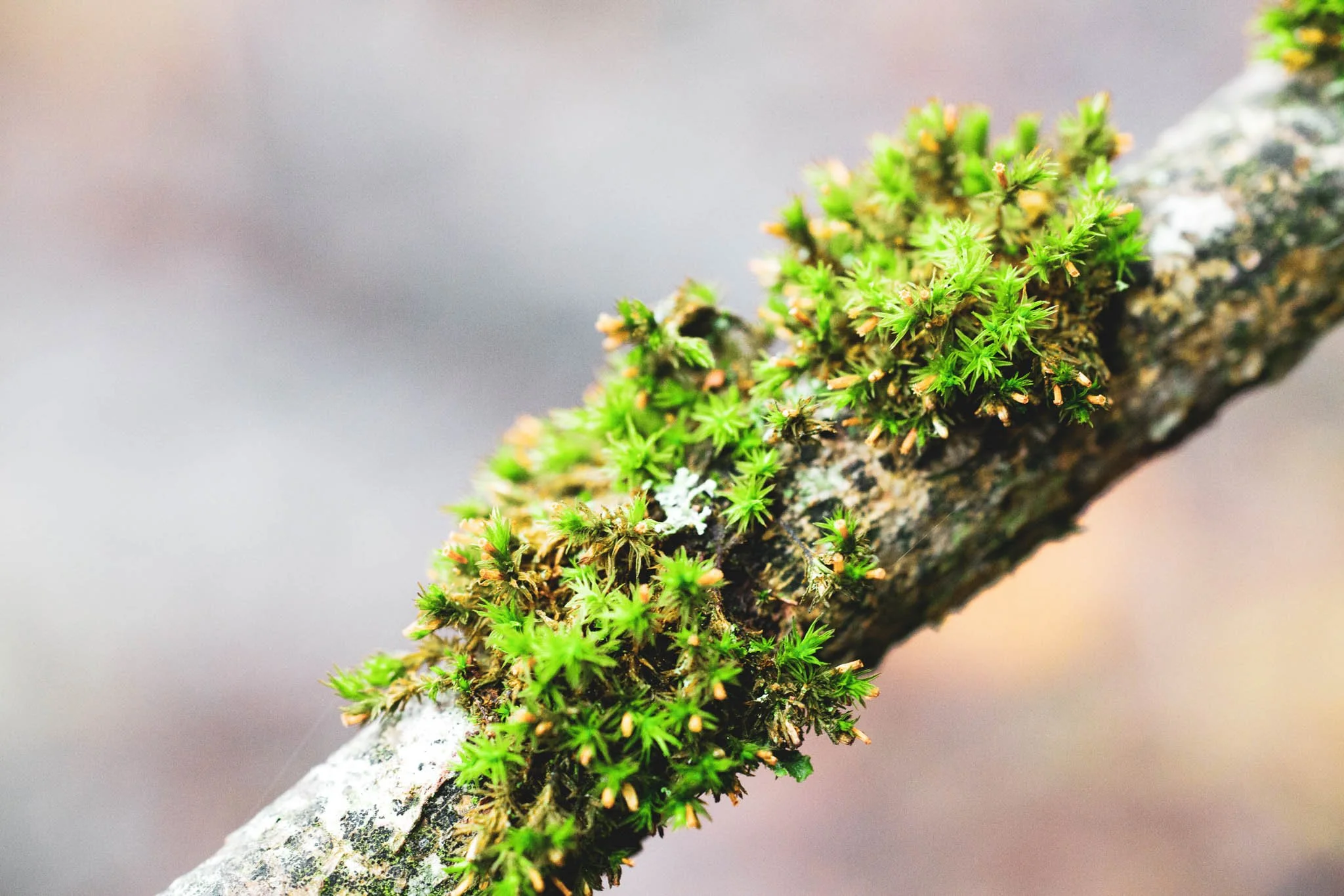 Moss growing on a branch