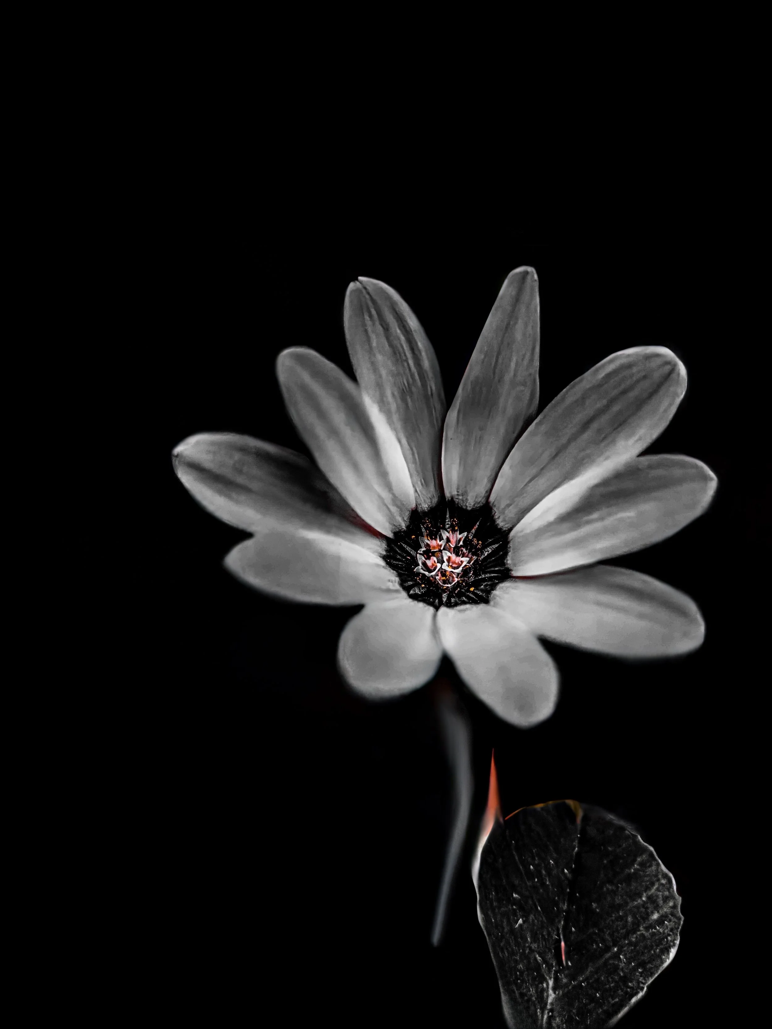 Black and white flower with a dark center and a single dark leaf, against a black background.