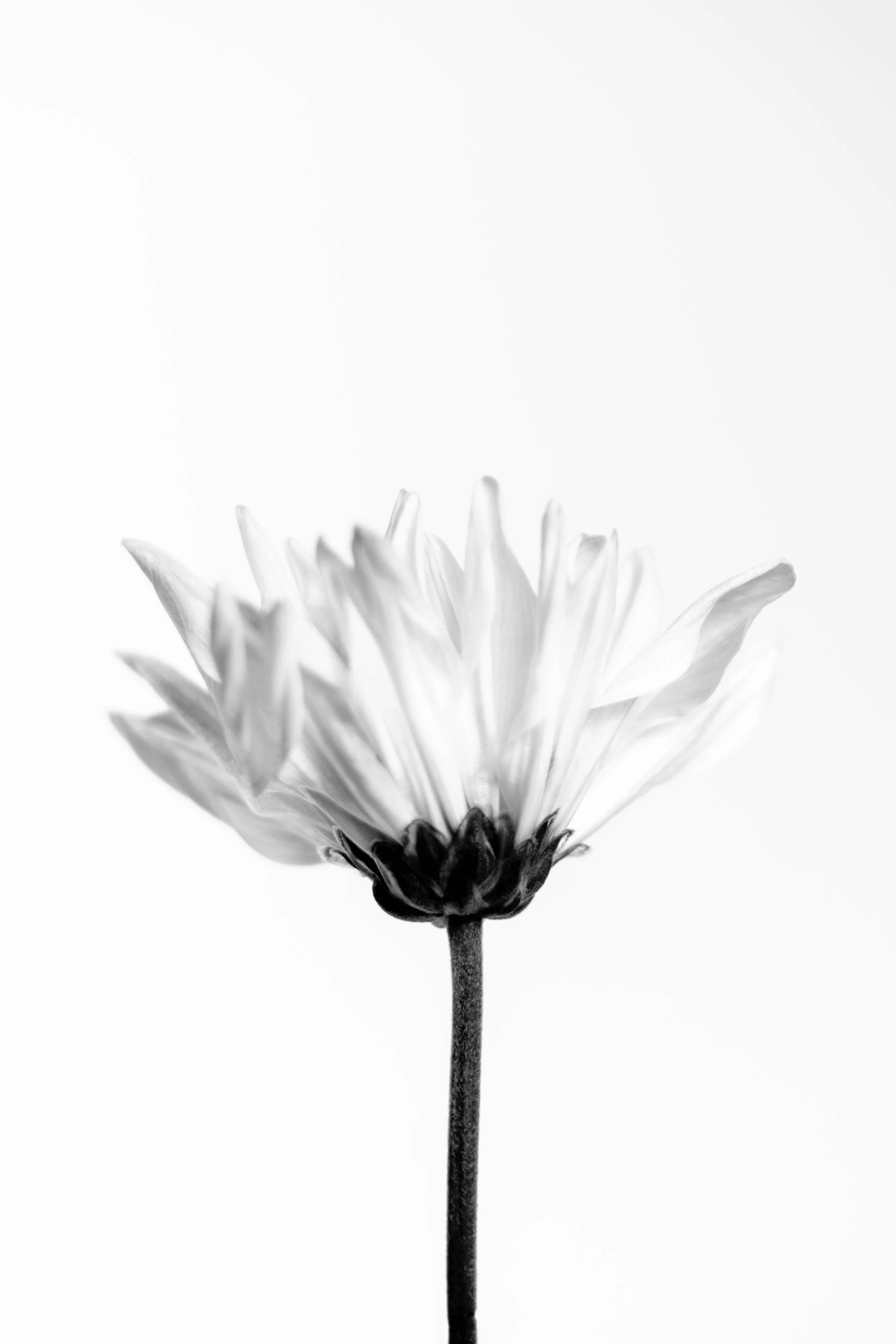 A black and white close-up photo of a flower with a dark stem and white petals against a plain white background.