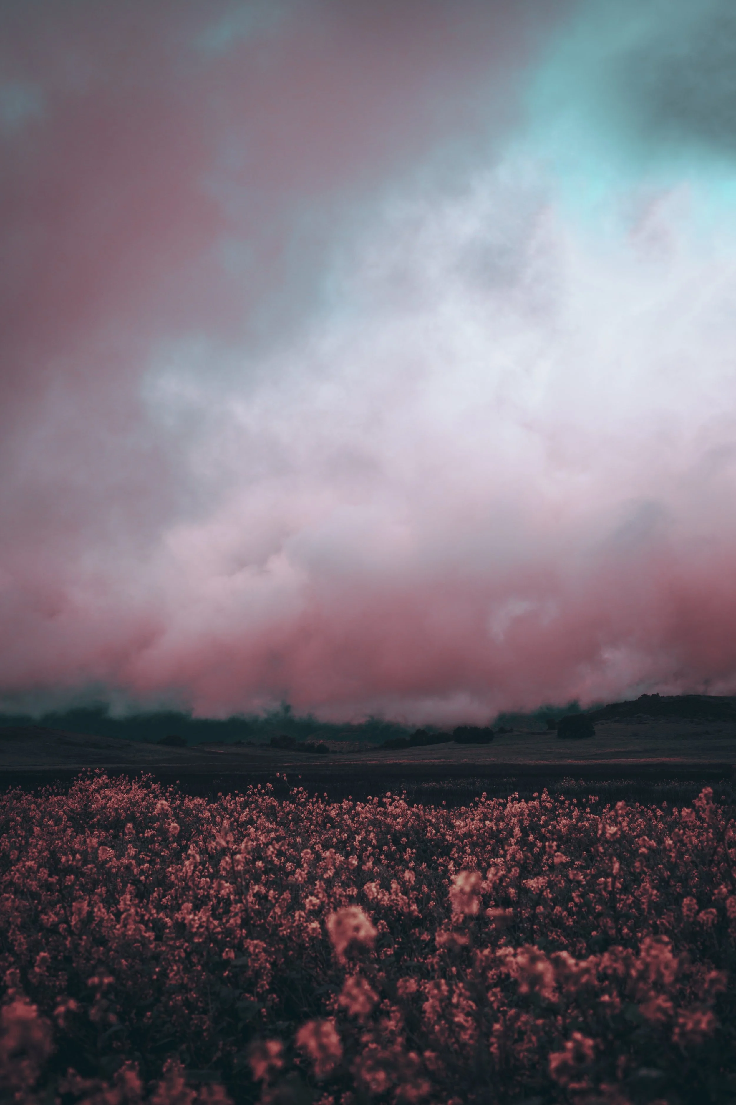 Pink flowers in a field under a cloudy sky with shades of blue and pink.
