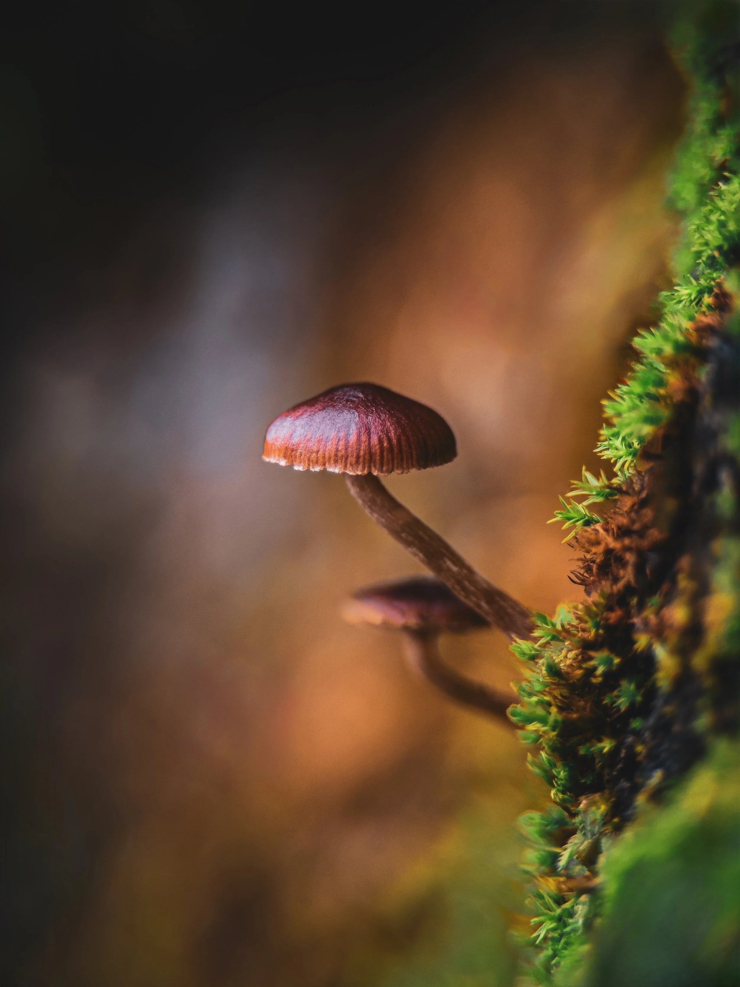 Close-up of small mushroom with reddish-brown cap and slender stem growing on moss-covered surface in a natural setting.