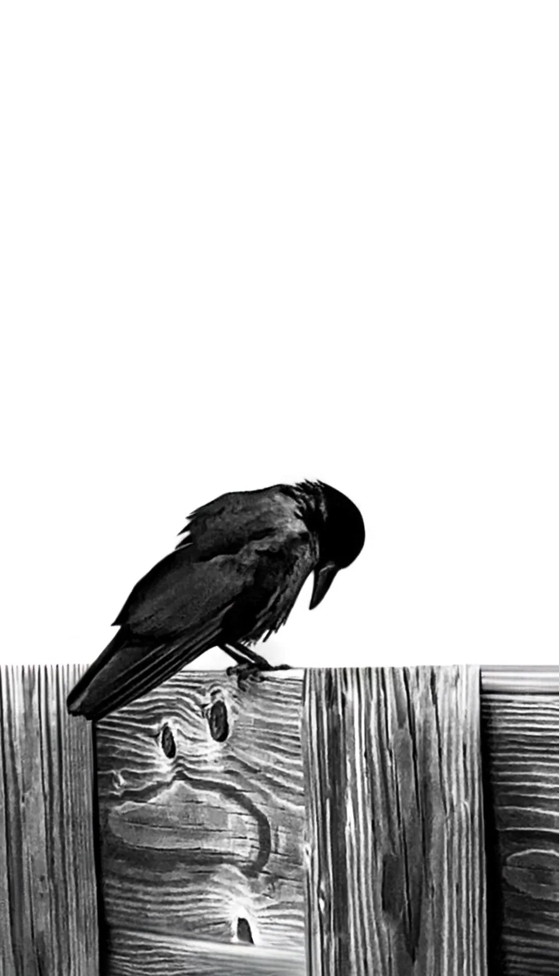 A black and white photo of a bird perched on a wooden fence, with its head bowed downward.