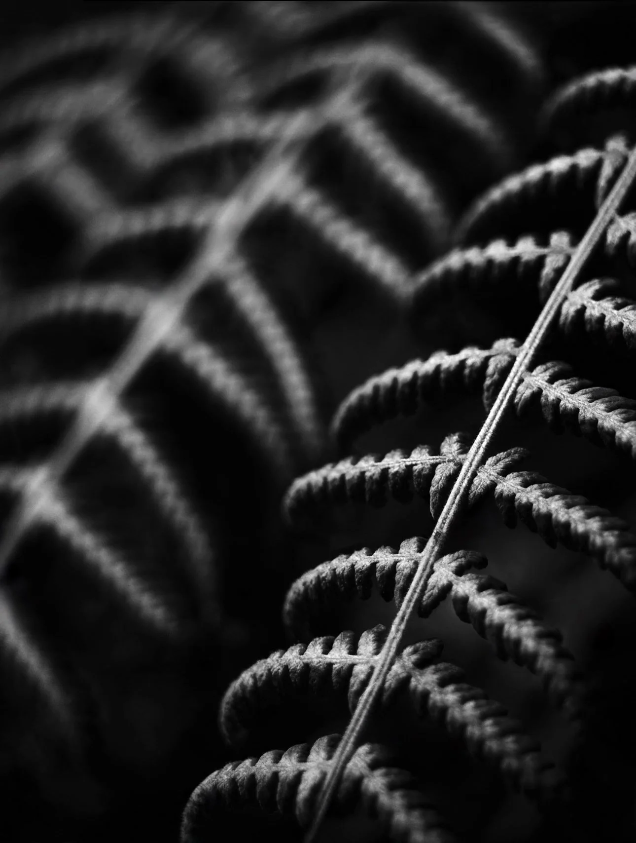 Close-up of fern leaves in black and white, highlighting the detailed texture and pattern of the leaflets.