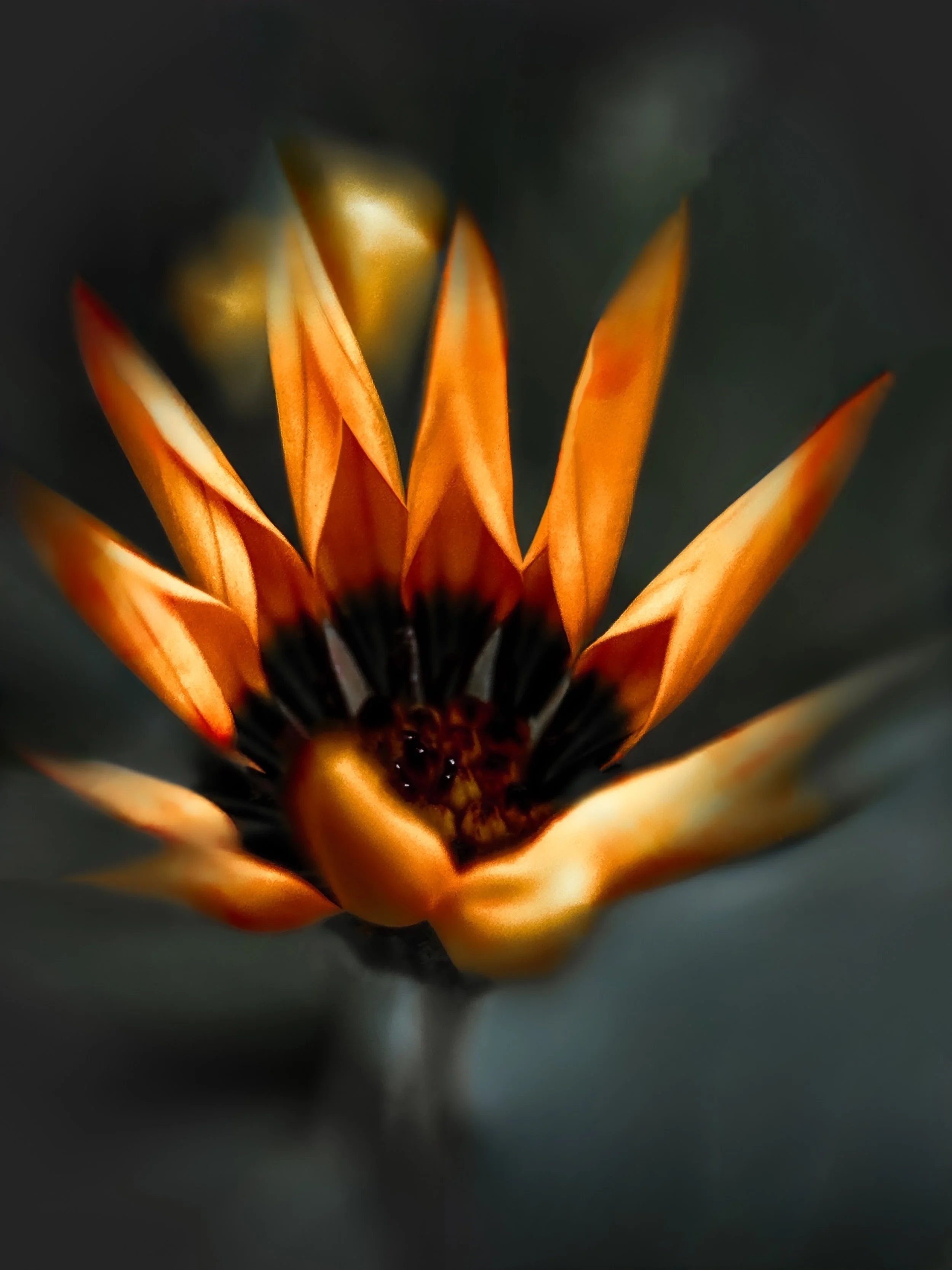 Close-up of an orange flower with dark center and pointed petals.