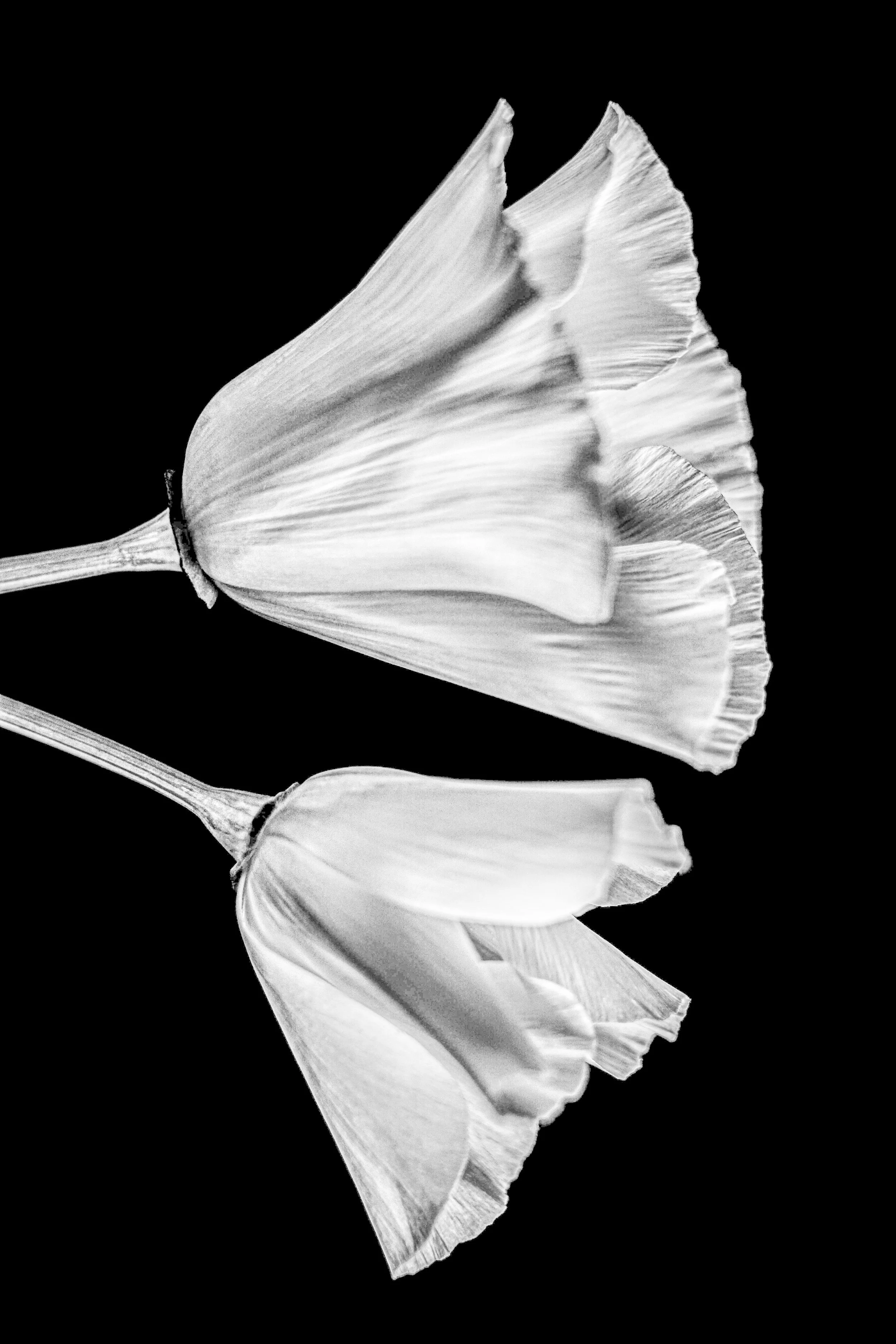 Black and white close-up photograph of two ginkgo biloba leaves with detailed veins, set against a black background.