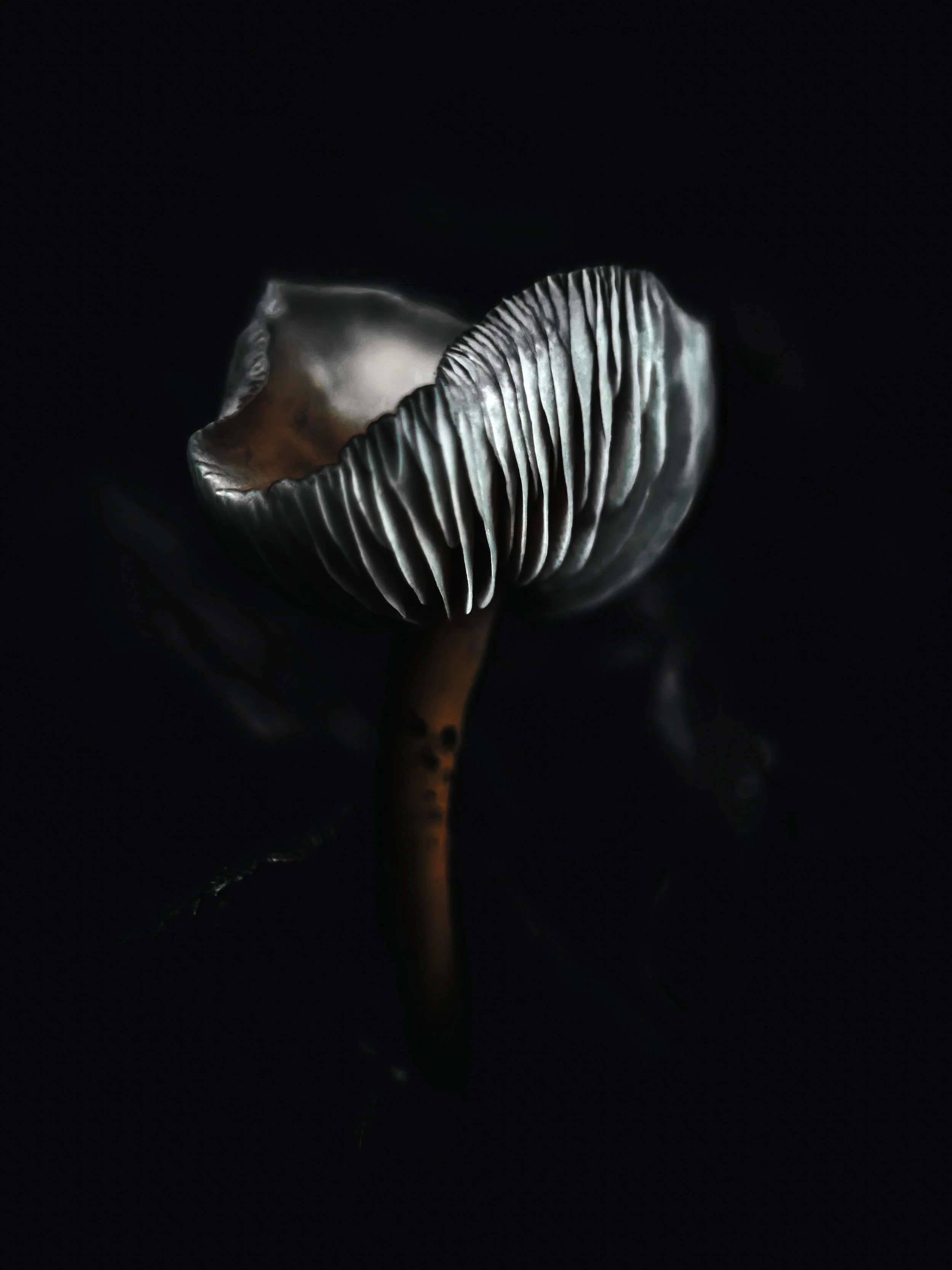 A close-up of a dark-colored mushroom with a textured, ribbed cap against a black background.