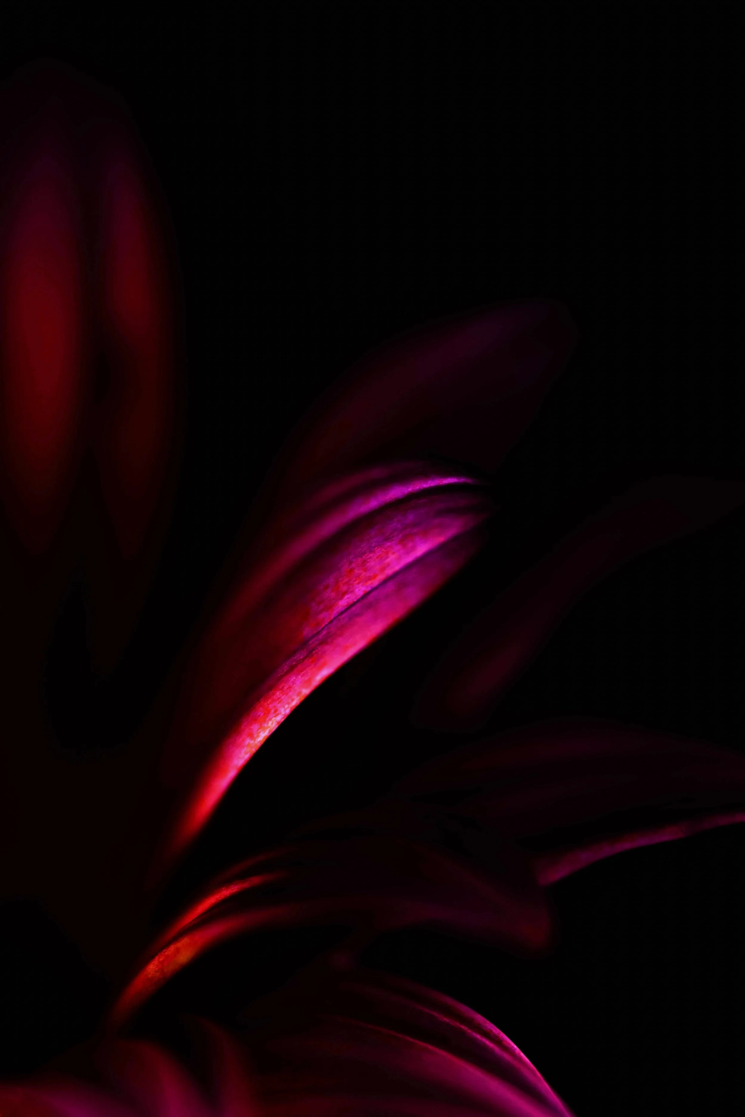 Close-up of a dark pink flower with illuminated petals against a black background.