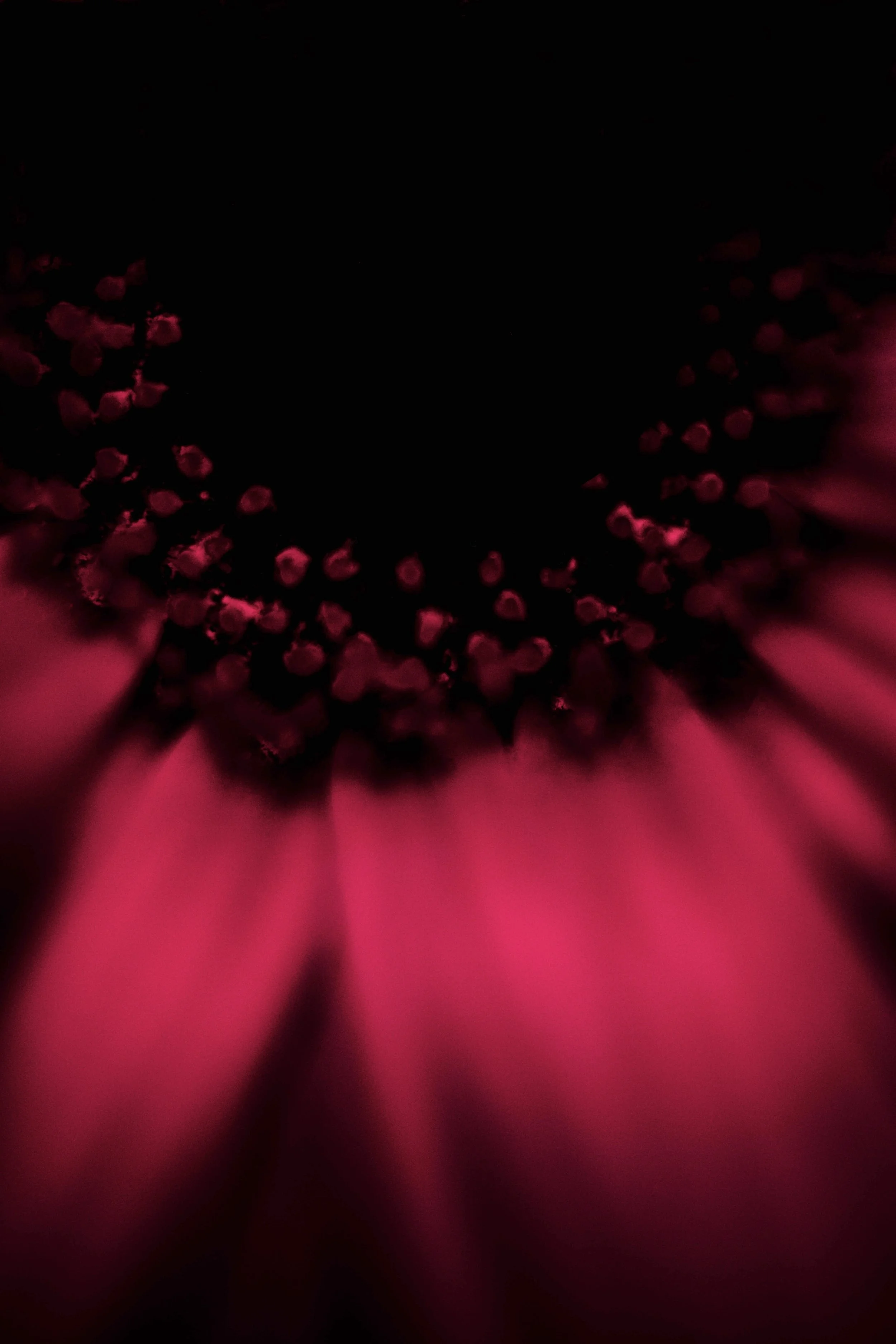 Close-up of a pink and black flower with dark center and pink petals.