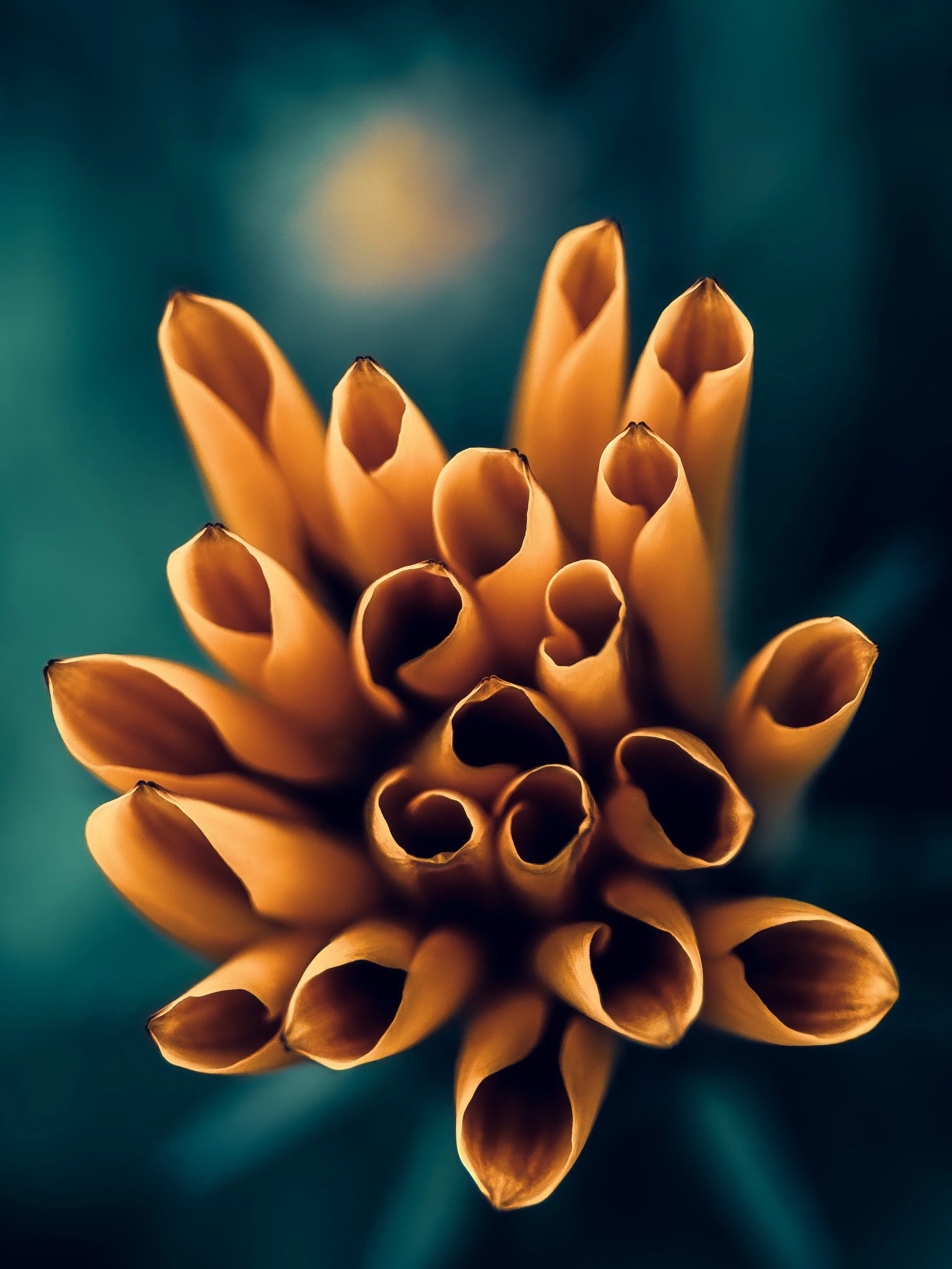 Close-up of a cluster of yellow tulip buds on a dark teal background.