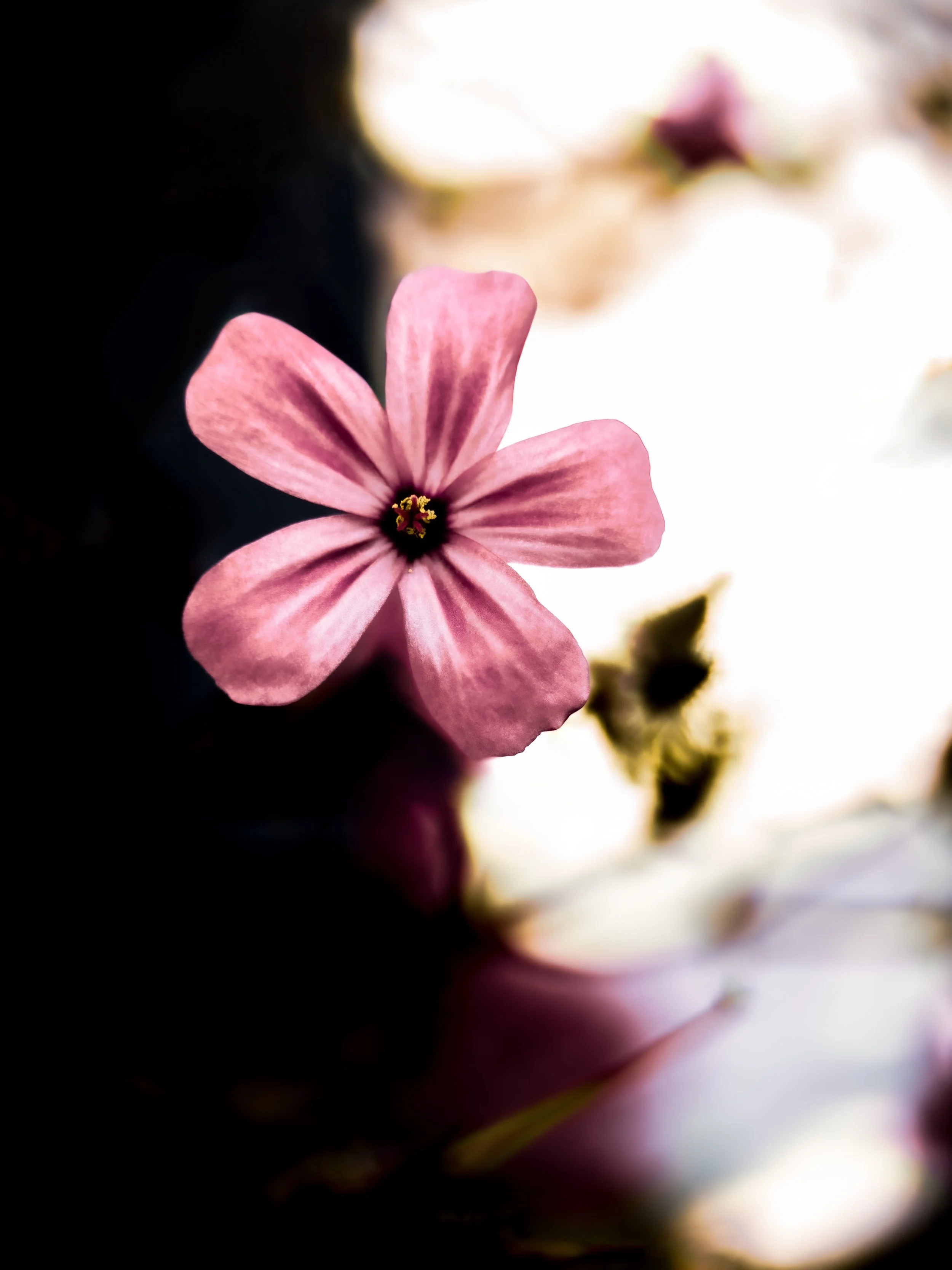 Close-up of a pink flower with five petals, dark center, and blurred background.