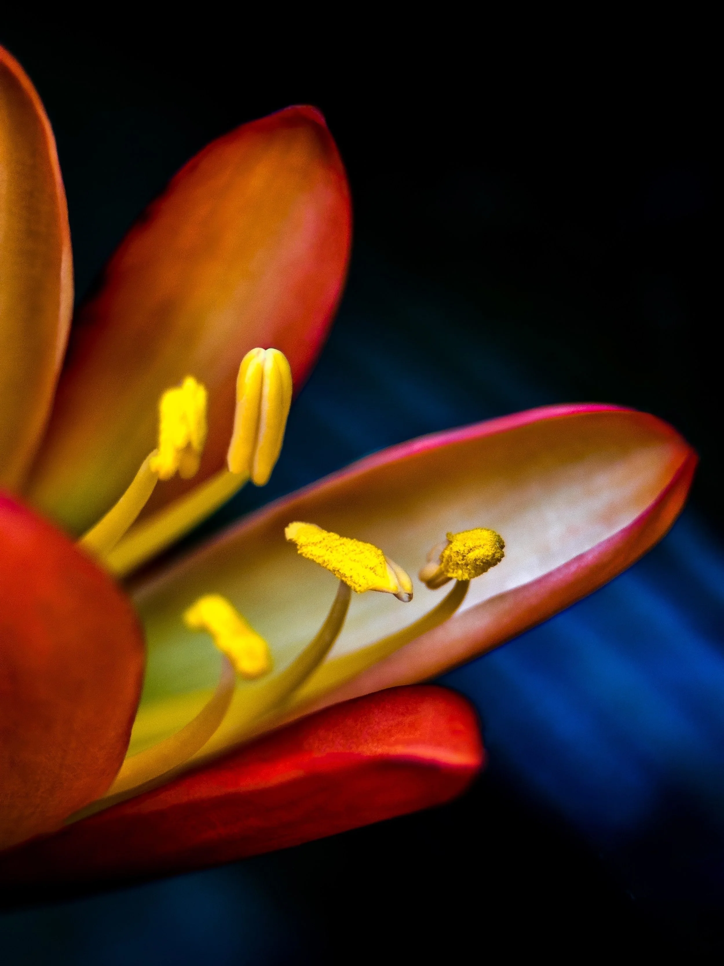 Close-up of a vibrant orange and pink flower with yellow stamens and pistil against a dark background.