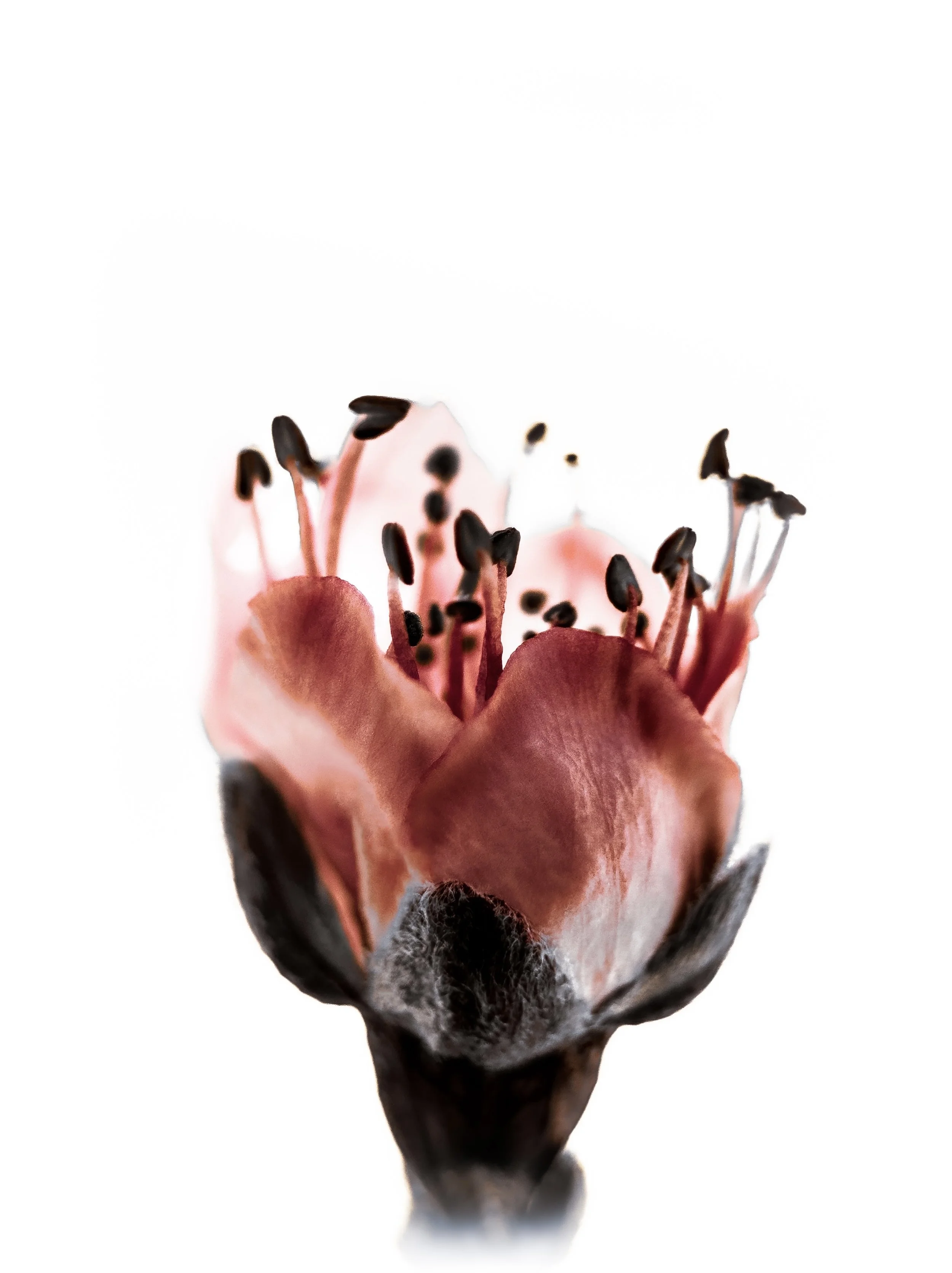 Close-up of a pink and black flower with stamens and black pollen against a white background.