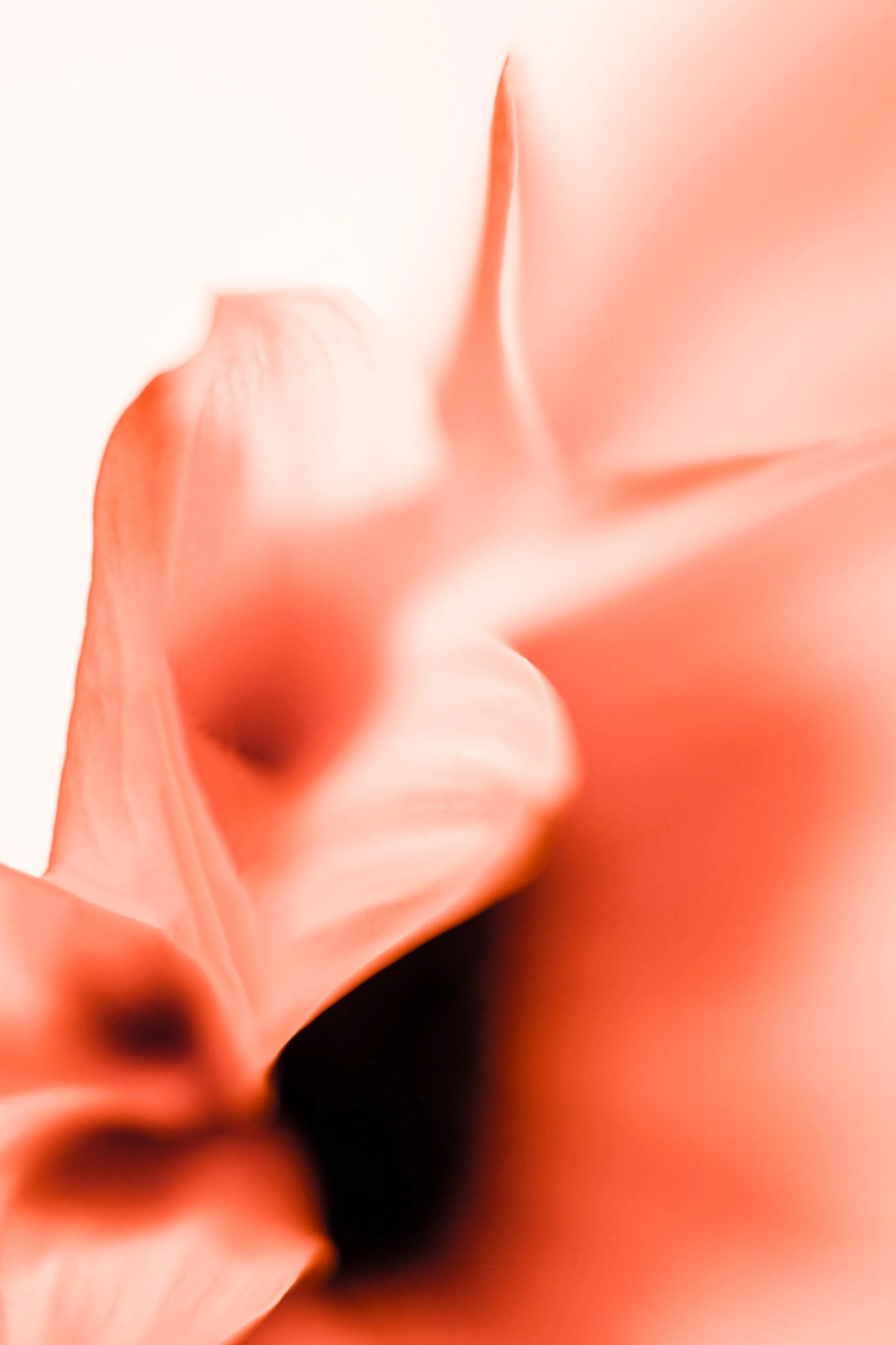 Close-up of a peach-colored flower with soft, blurred petals.