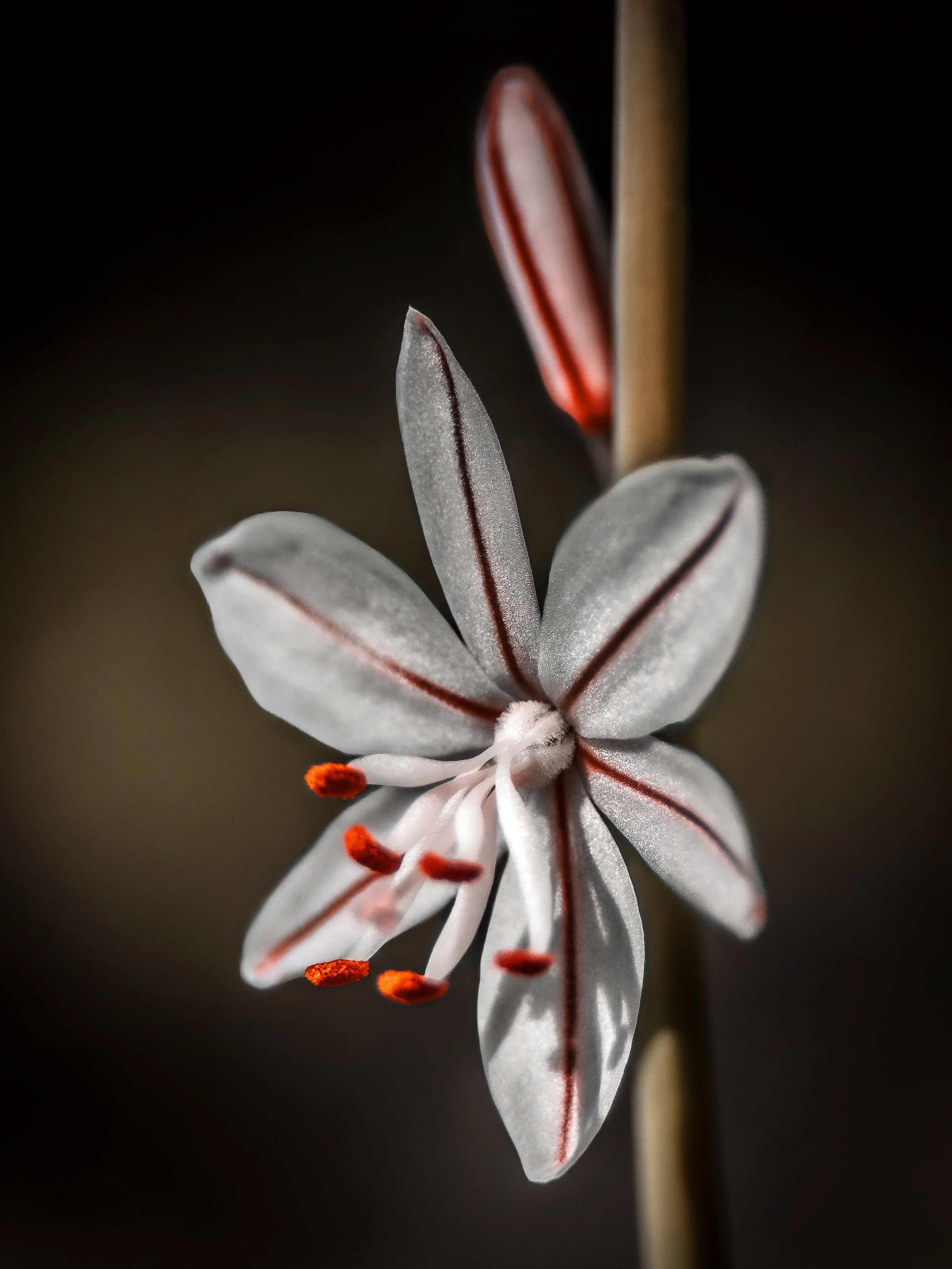 Close-up of a white and pink flower with orange-tipped stamens and a dark background.