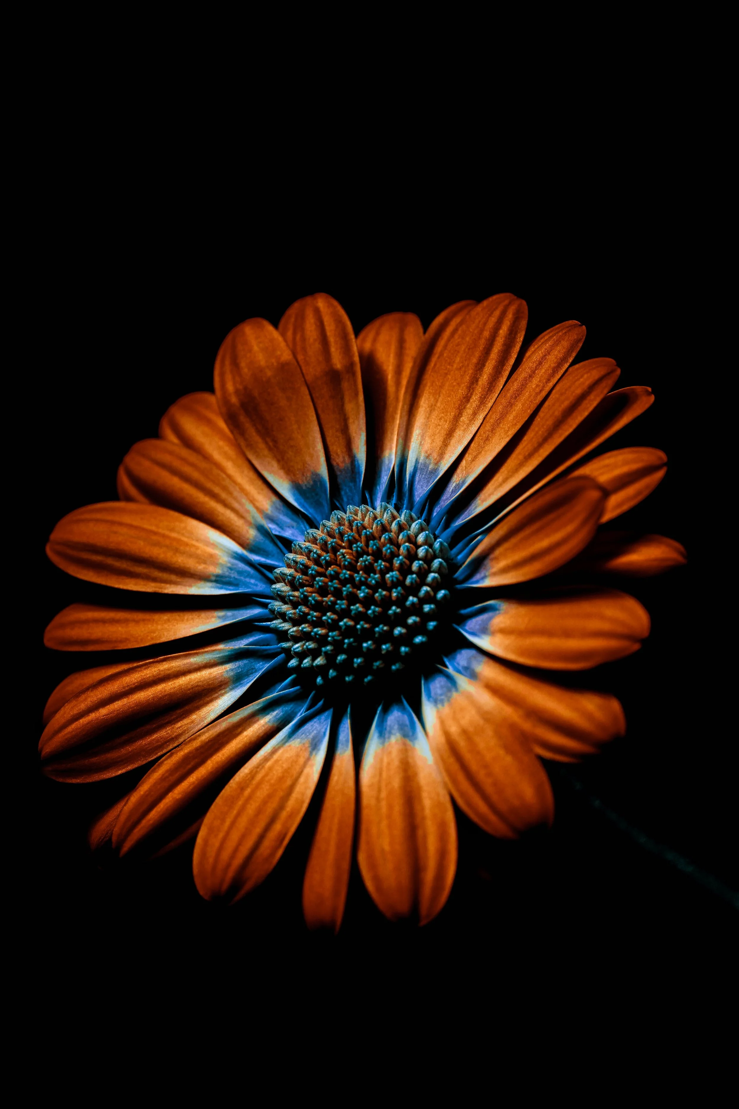 Close-up of an orange flower with a dark background