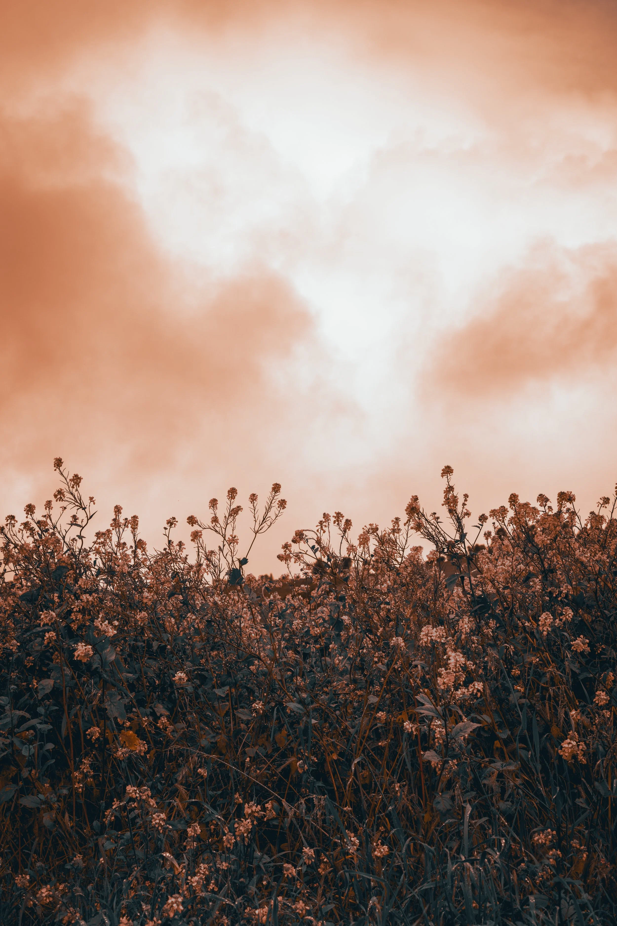 A field of wildflowers with a sky filled with orange-tinted clouds and a bright sun or moon in the background.