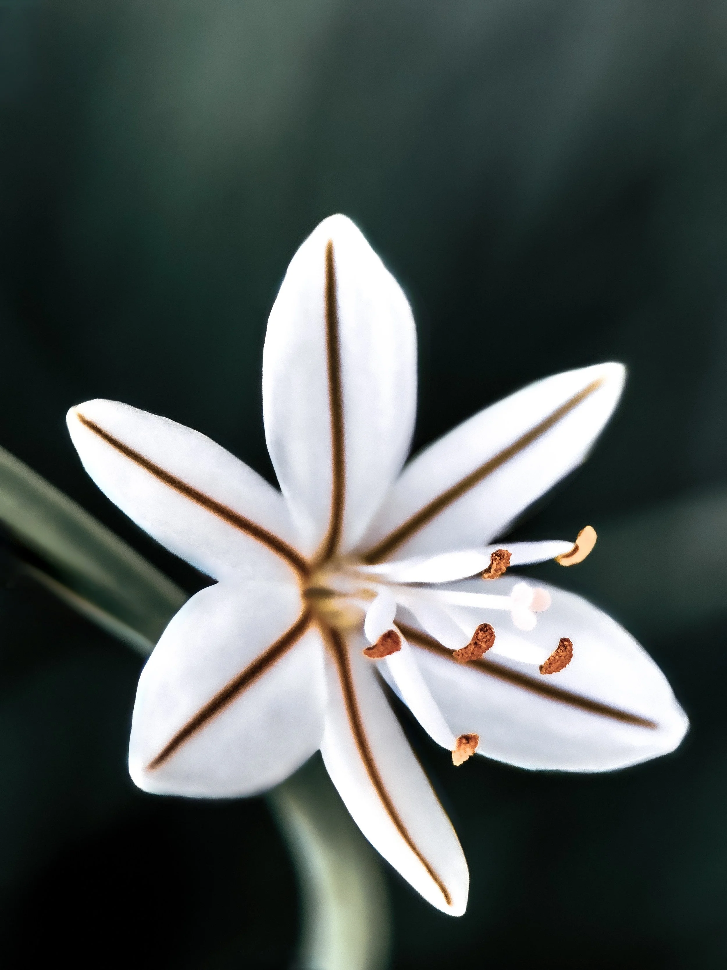 Close-up of a white flower with six petals, dark lines along the center of each petal, and prominent brown stamens.