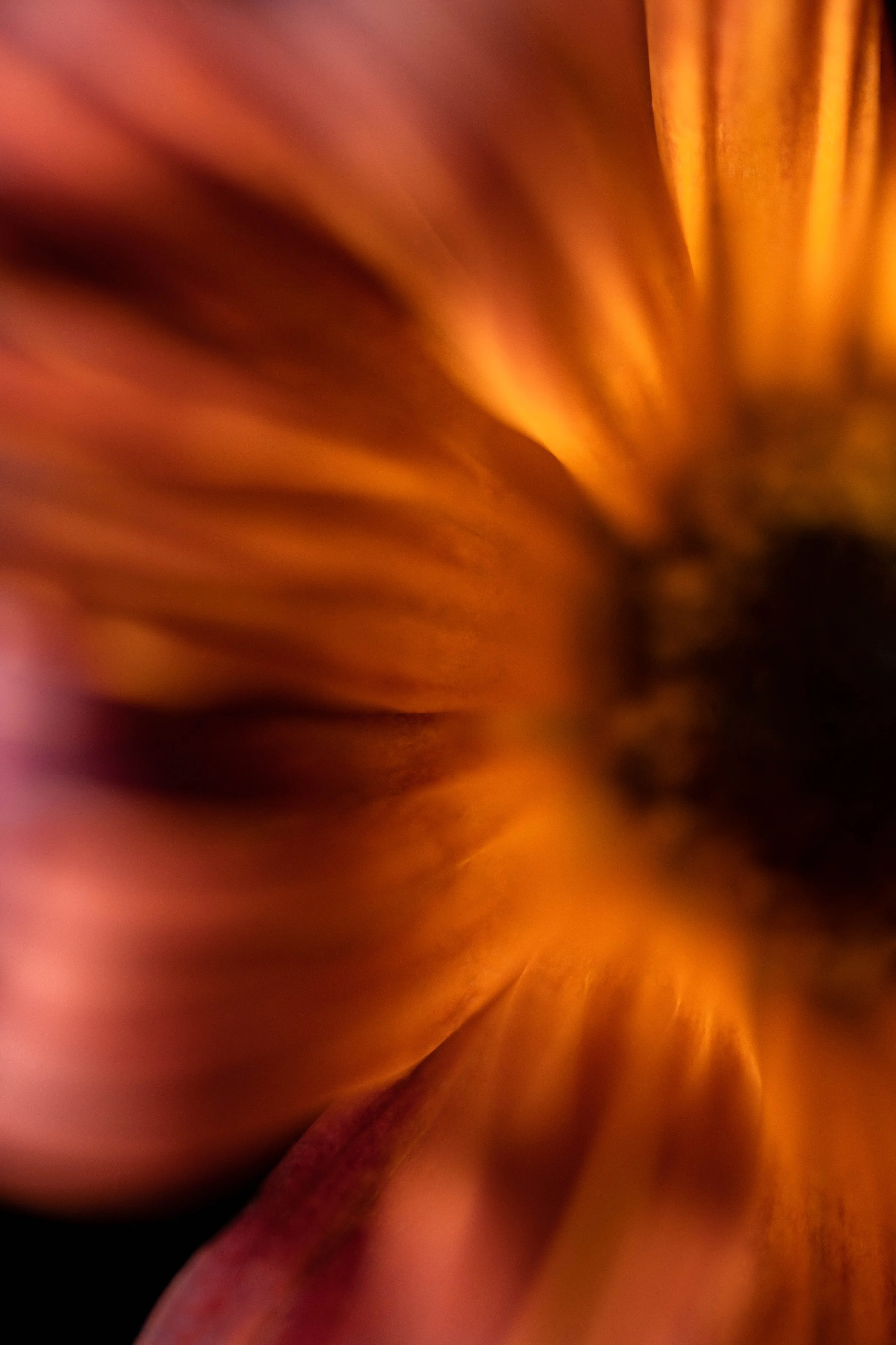 Delicate orange flower in soft, natural light. This floral photo evokes a sense of calm and purity
