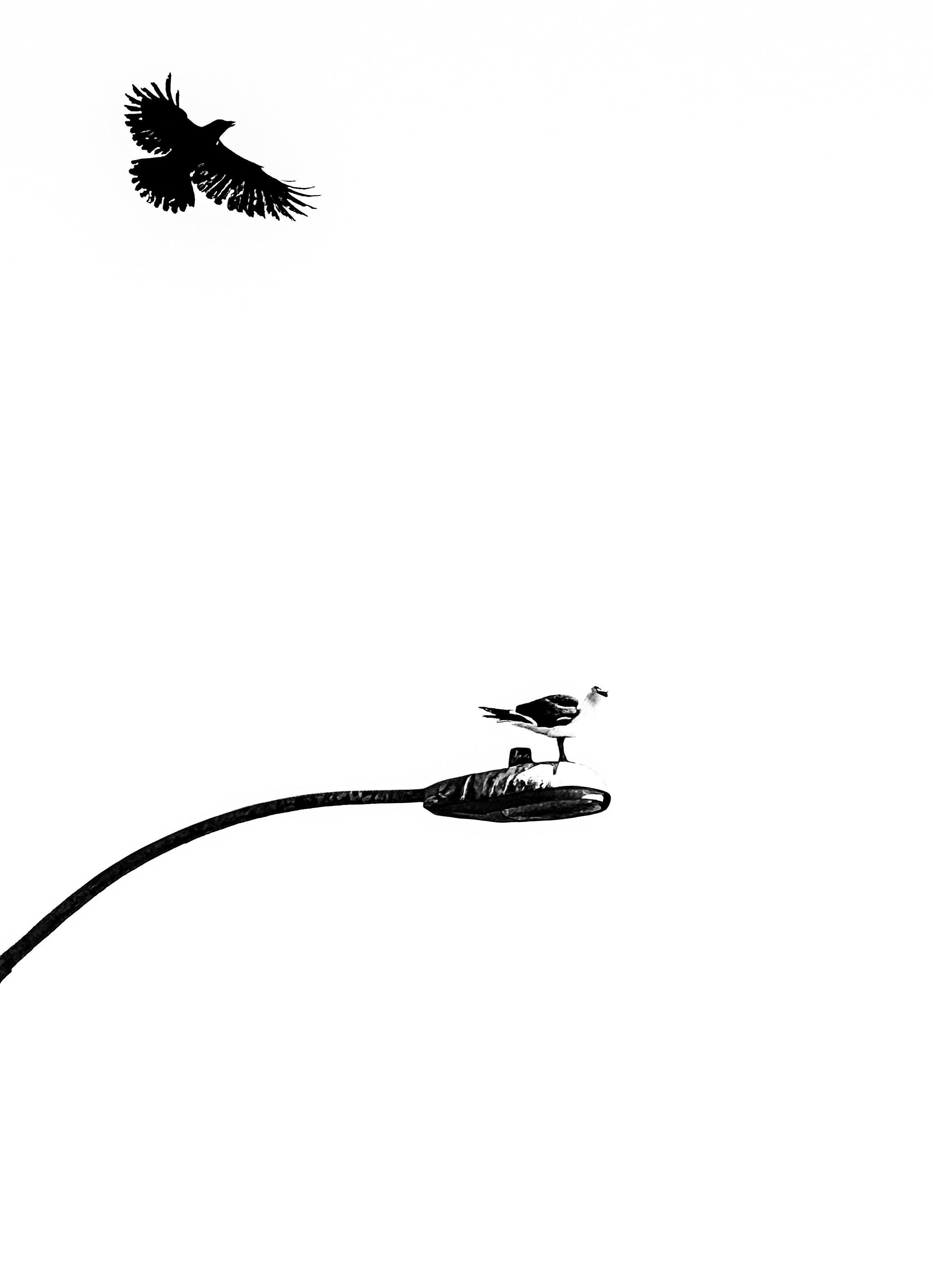 A black and white photo of a streetlamp with a bird perched on it, and a bird flying in the sky above.