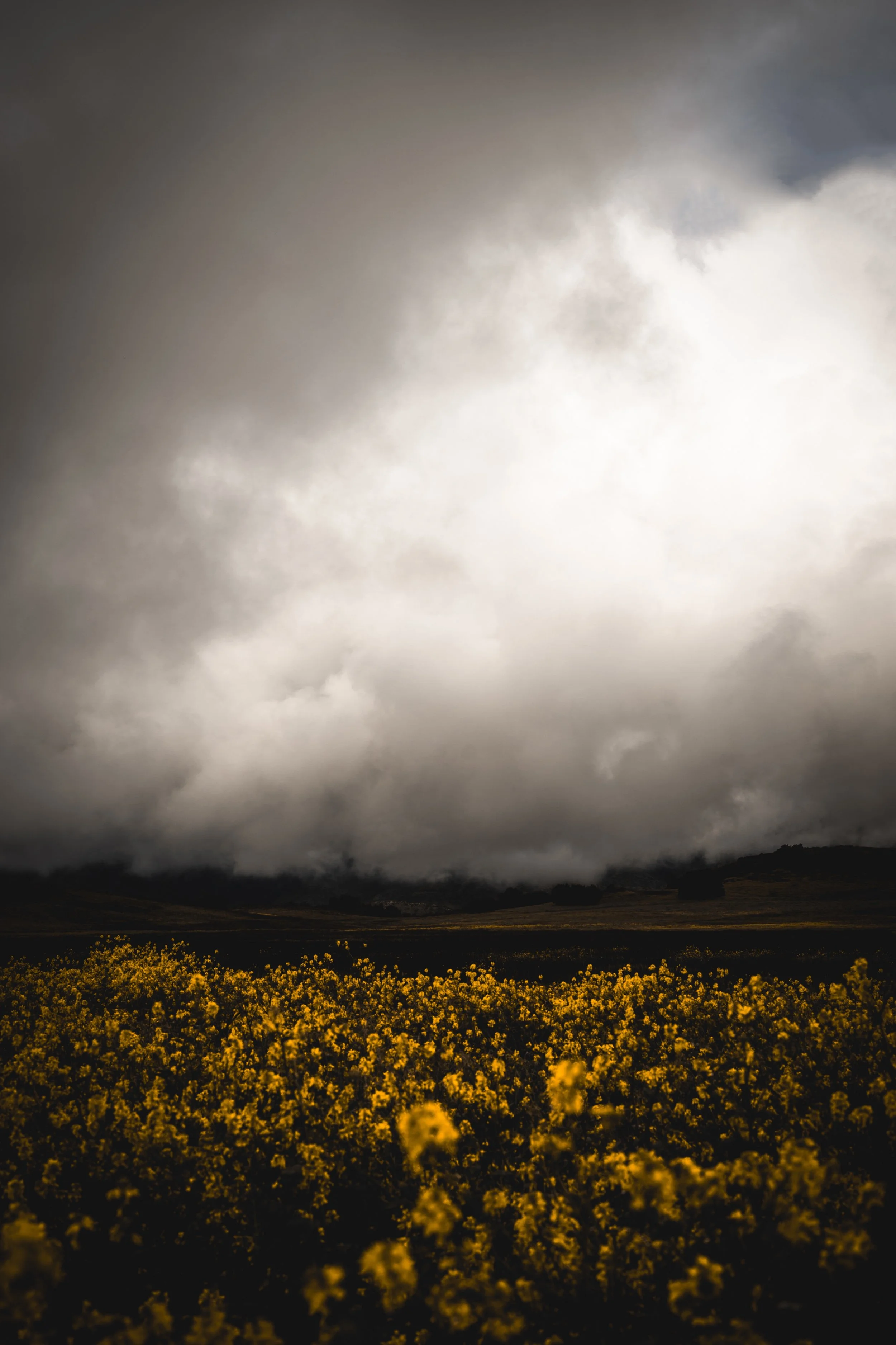 Dark storm clouds over a yellow flowering field.