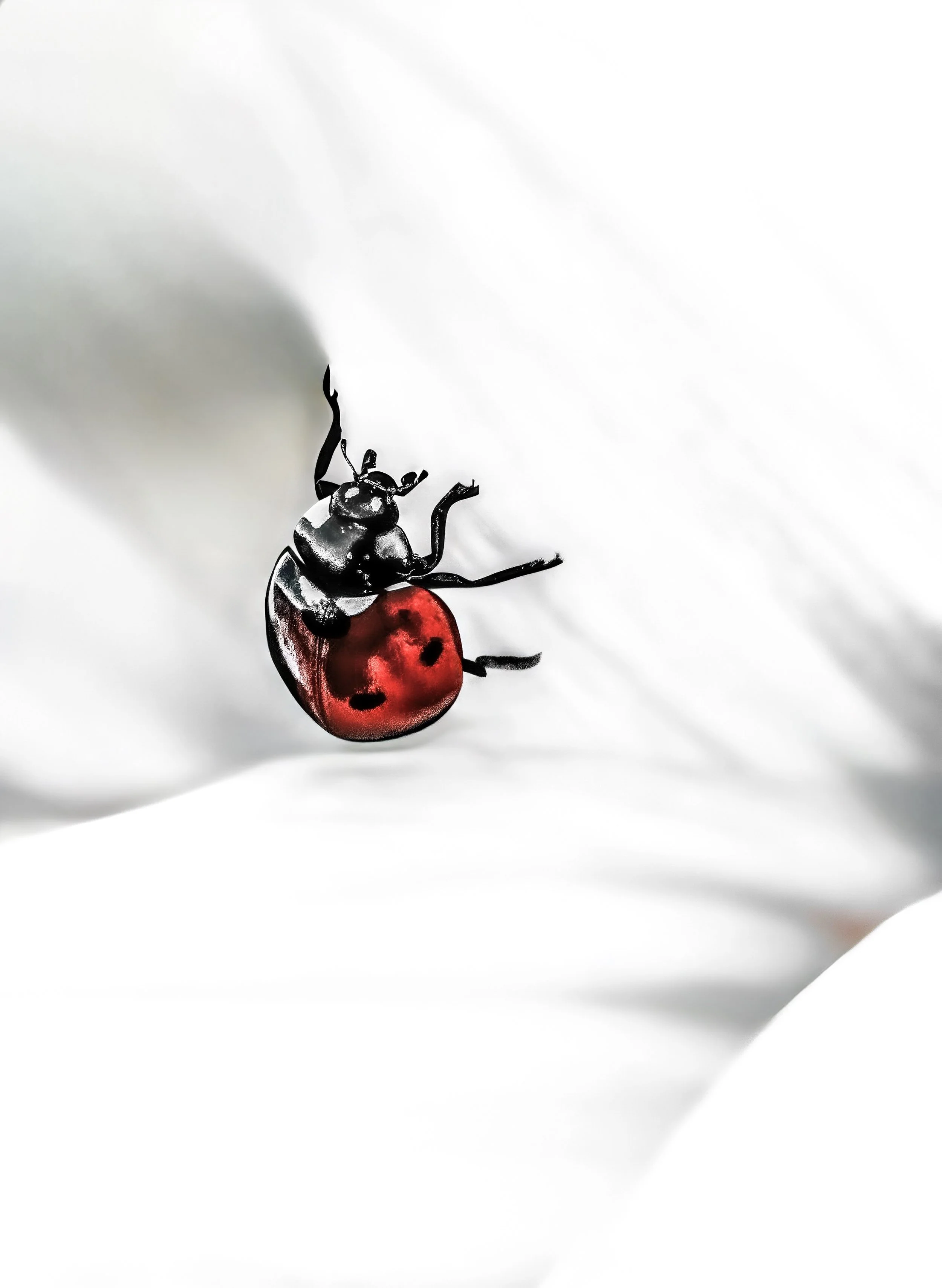 A close-up photo of a ladybug on a white surface, with a black and red body and black spots.