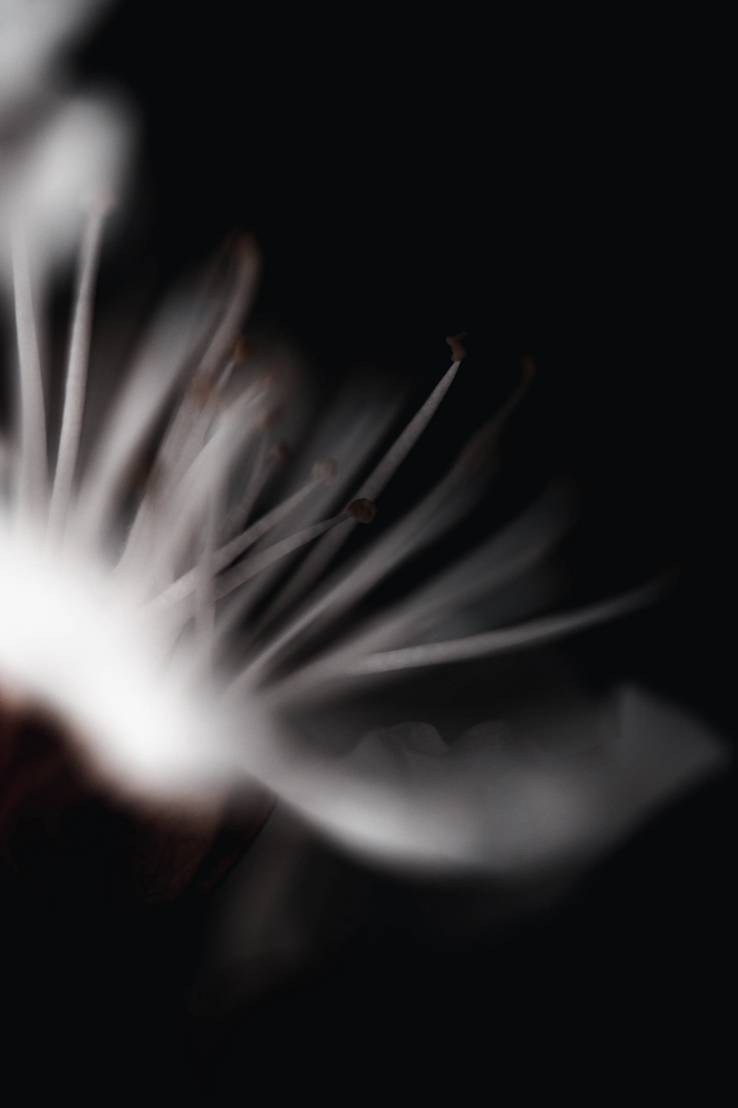 Soft, layered petals of a lush white flower create a sense of abundance with a bright and elegent flower against a black  background