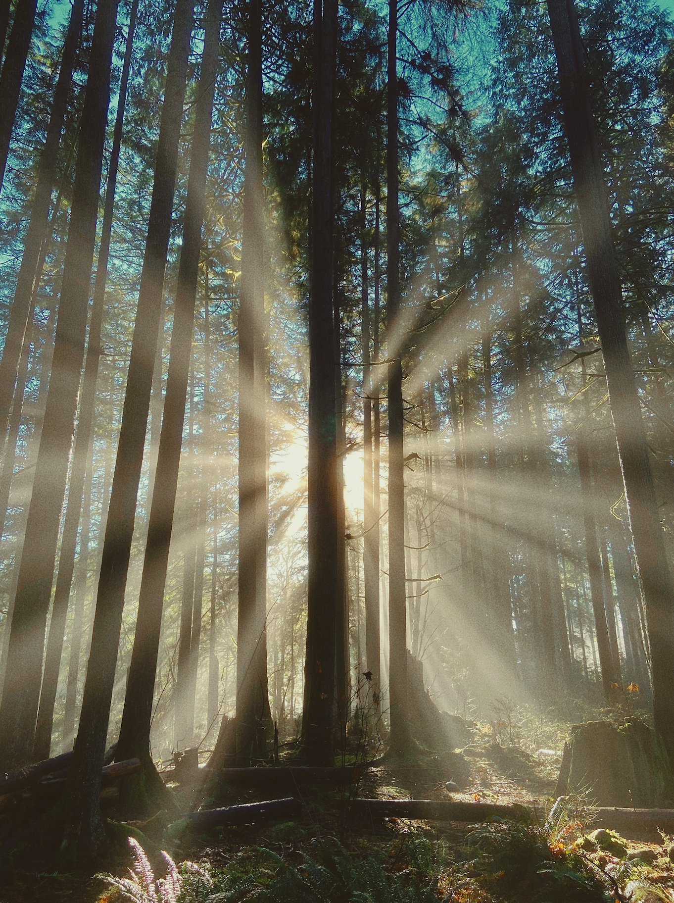 Sunlight filters through tall evergreen trees in a dense forest, creating rays of light and mist near the forest floor.