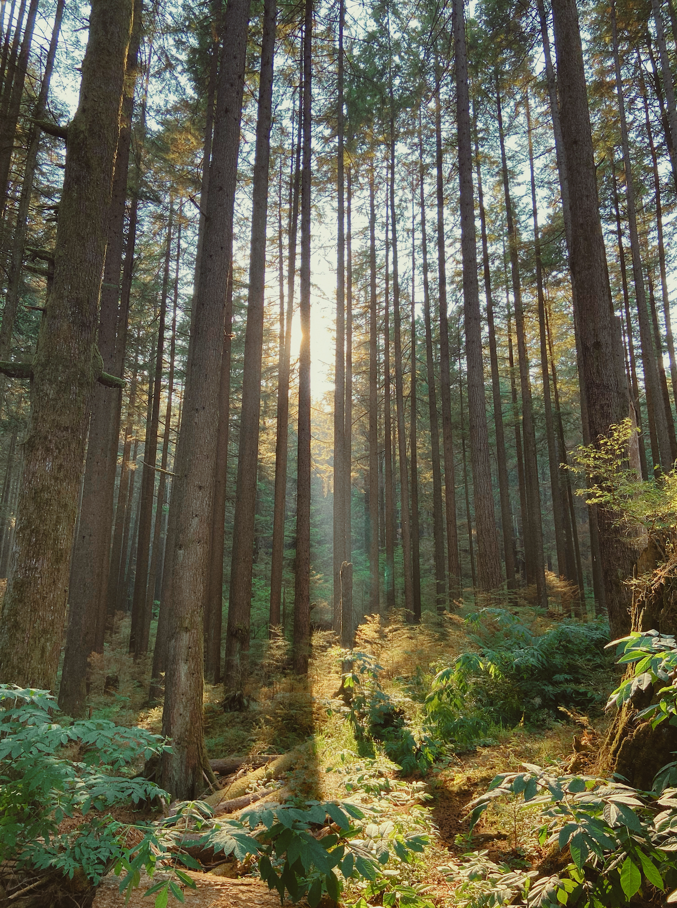 Sunlight shining through tall trees in a dense forest, with green shrubs and plants on the forest floor.