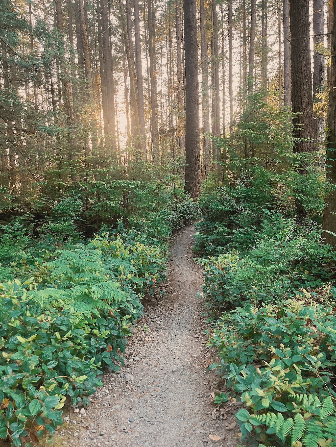 A narrow dirt trail winds through a dense forest with tall trees and green bushes on either side, sunlight filtering through the trees in the background.
