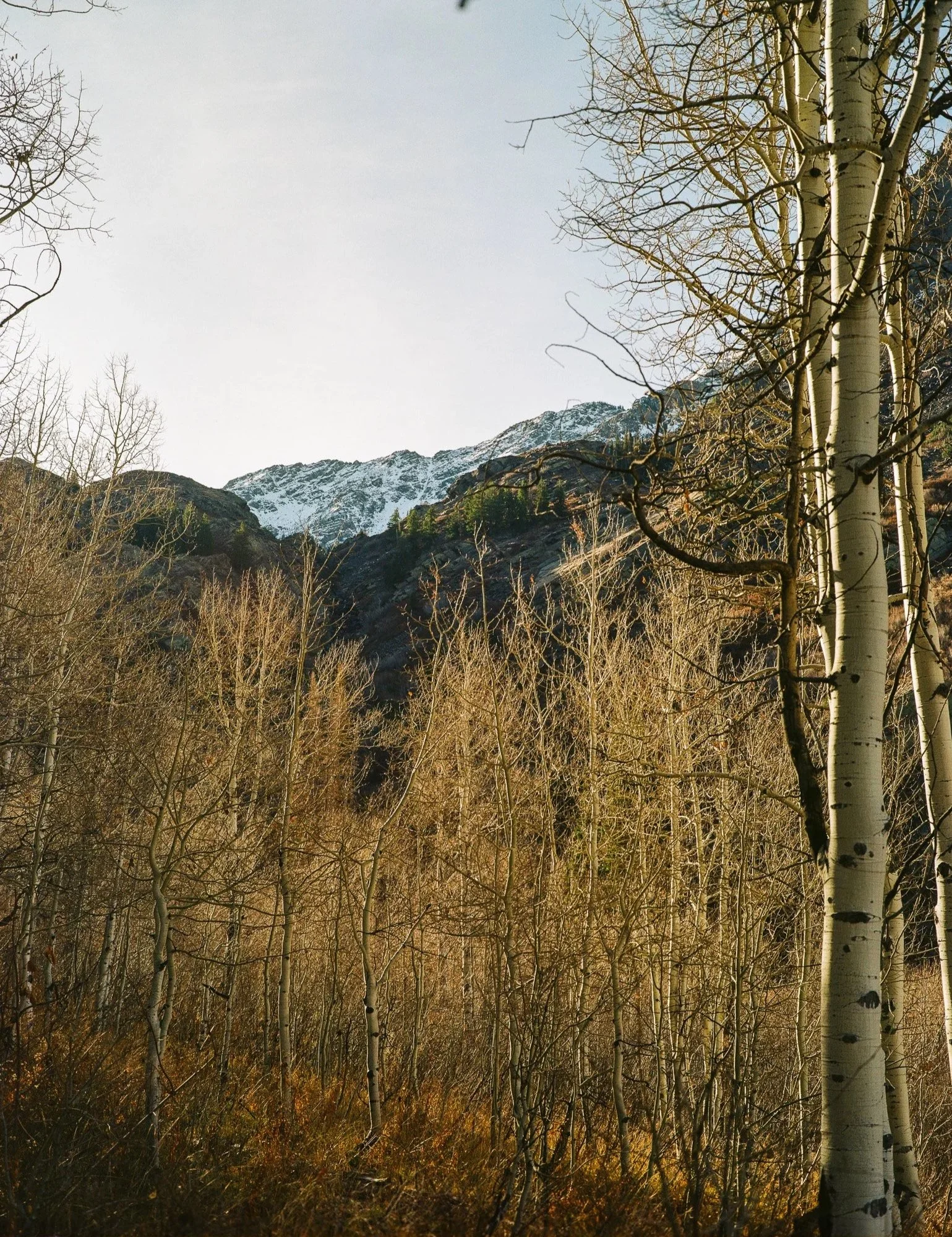 A forest of leafless trees with white bark, with a mountain in the background partly covered with snow, under a clear blue sky.